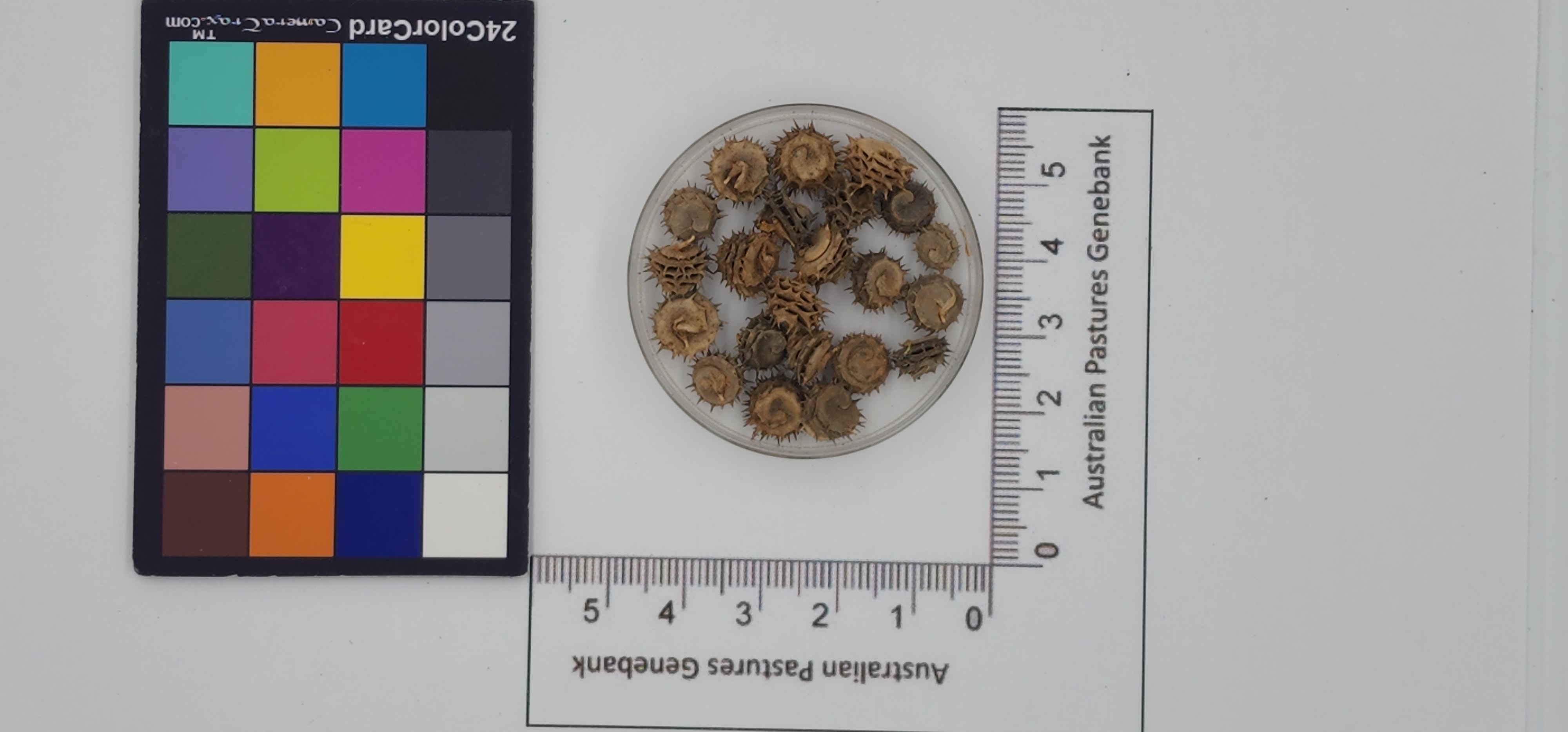 Click for 1 image(s) for this accession. Image