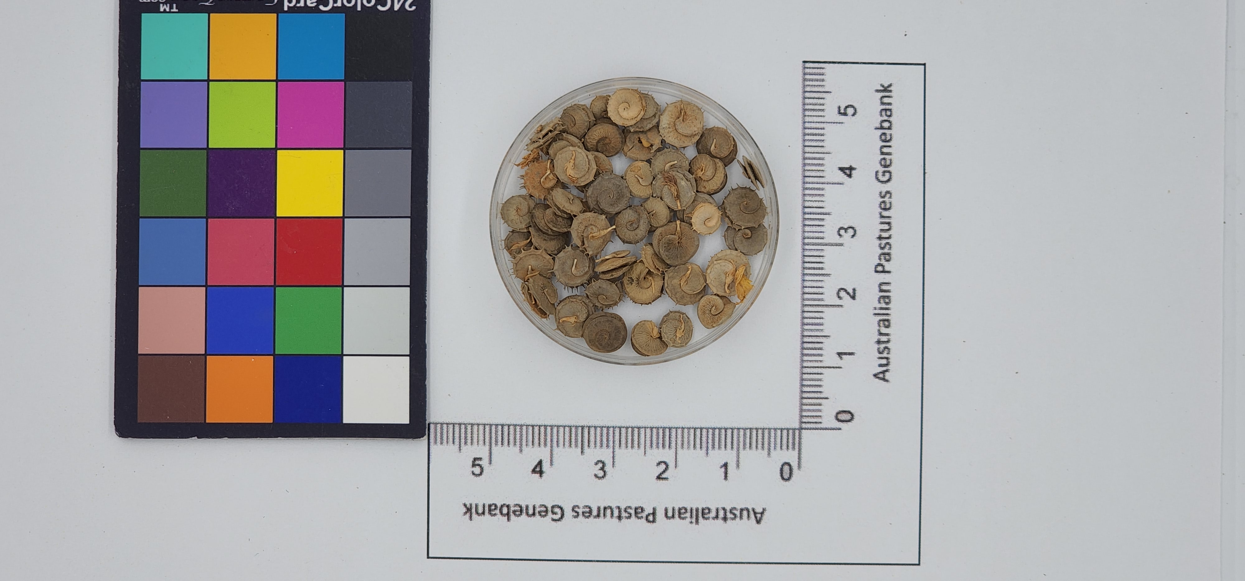 Click for 1 image(s) for this accession. Image