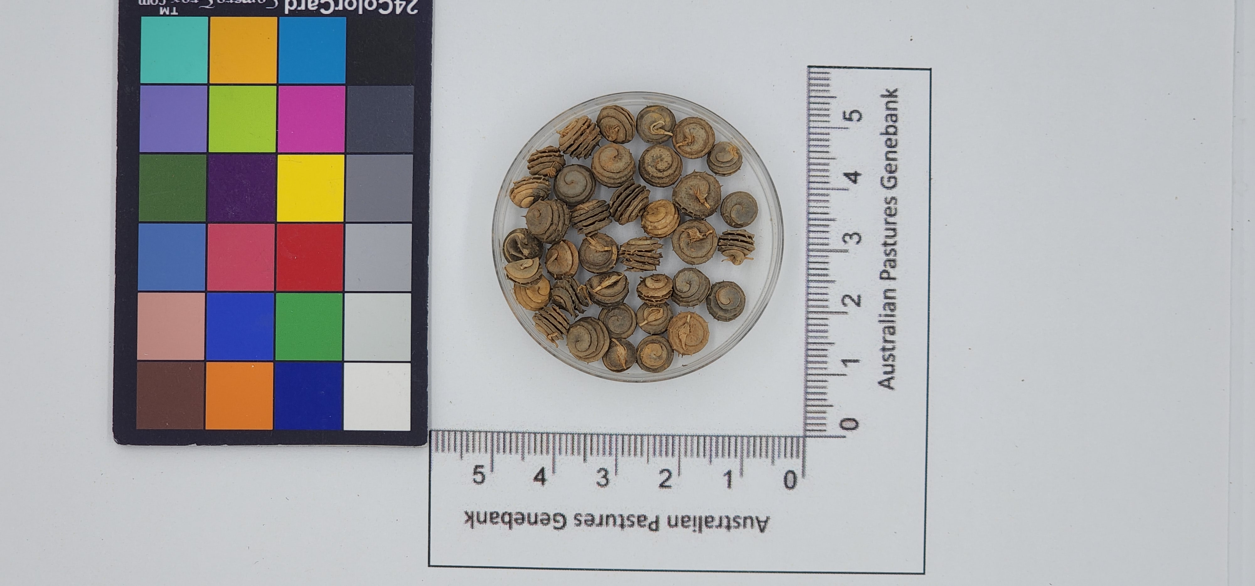 Click for 1 image(s) for this accession. Image