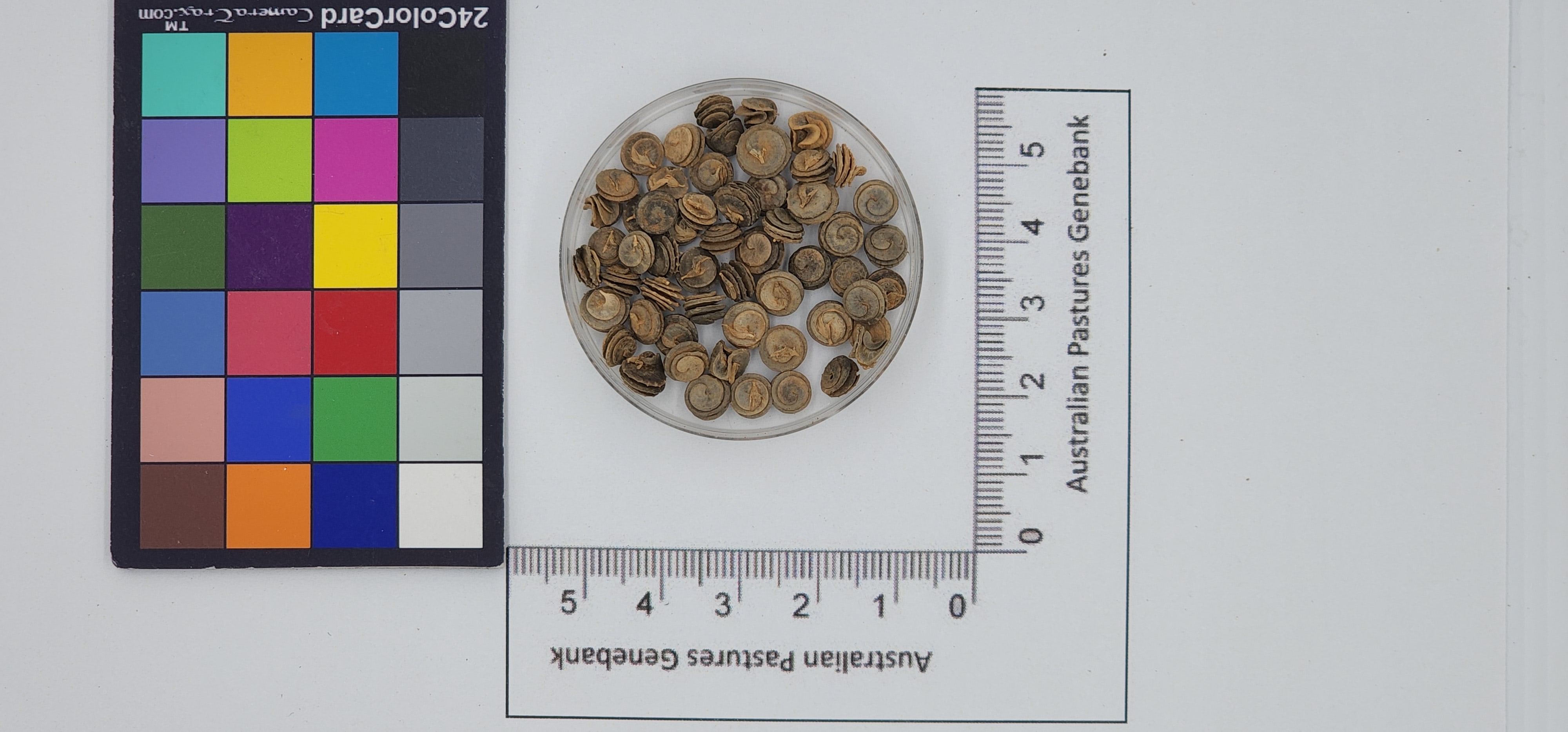 Click for 1 image(s) for this accession. Image
