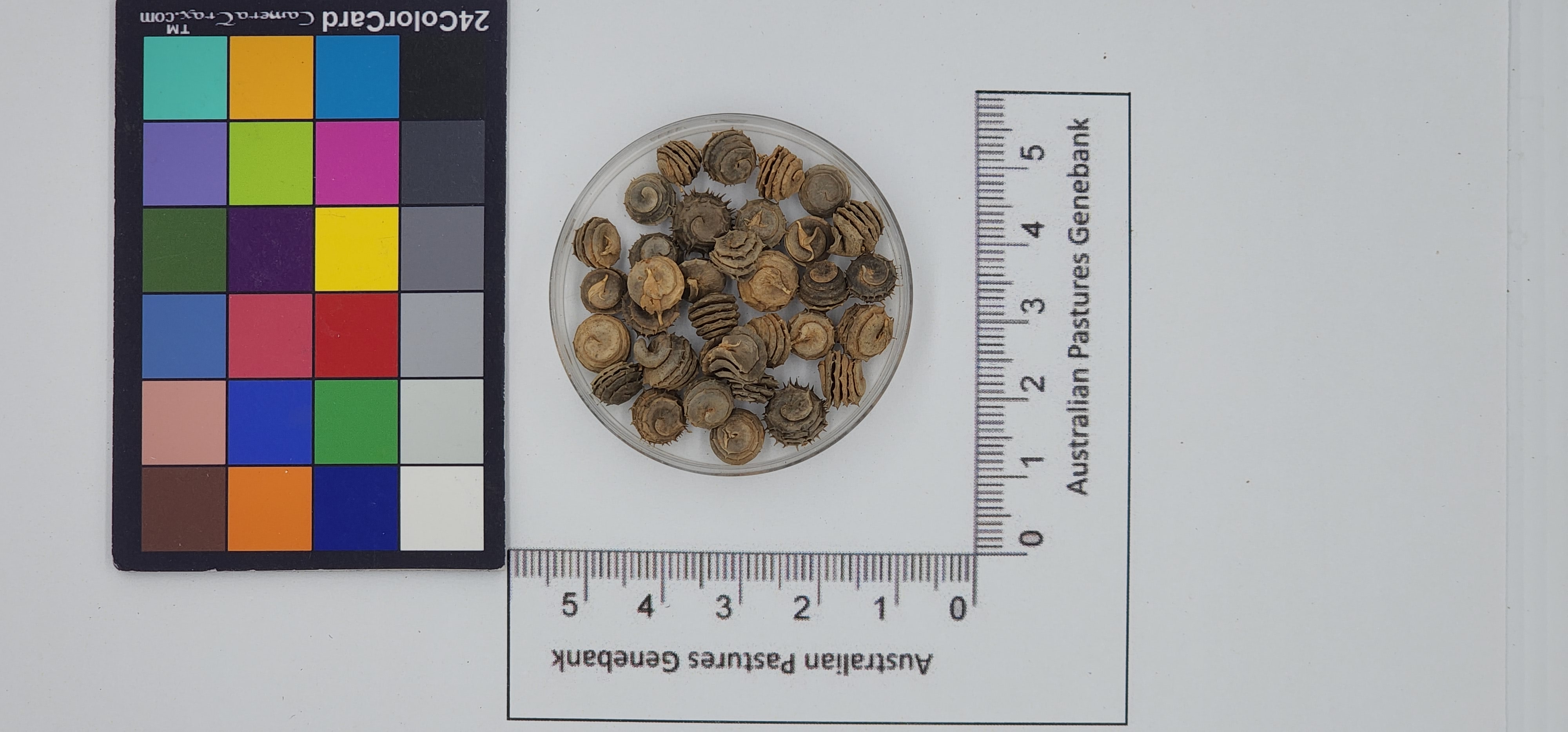 Click for 1 image(s) for this accession. Image