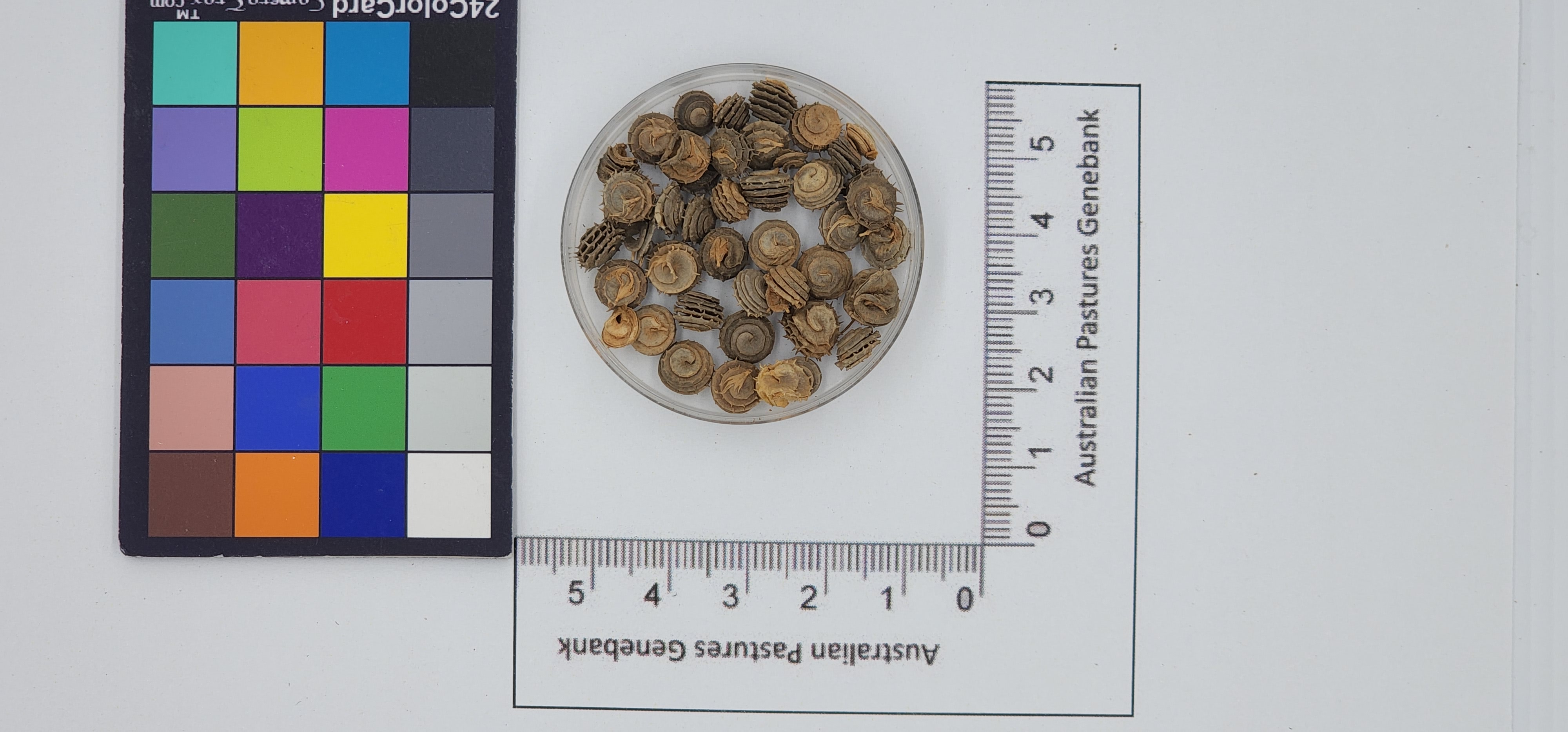 Click for 1 image(s) for this accession. Image