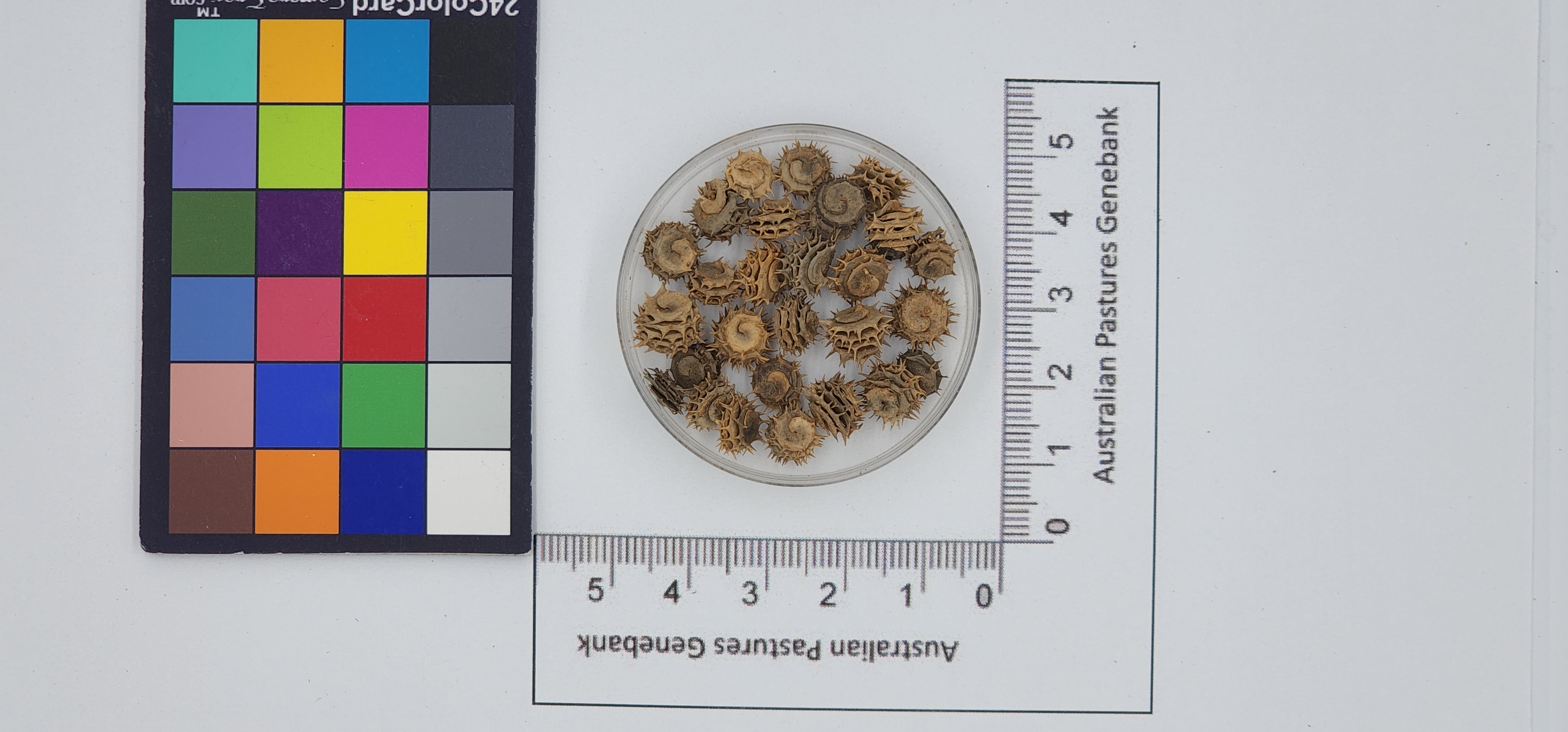 Click for 1 image(s) for this accession. Image
