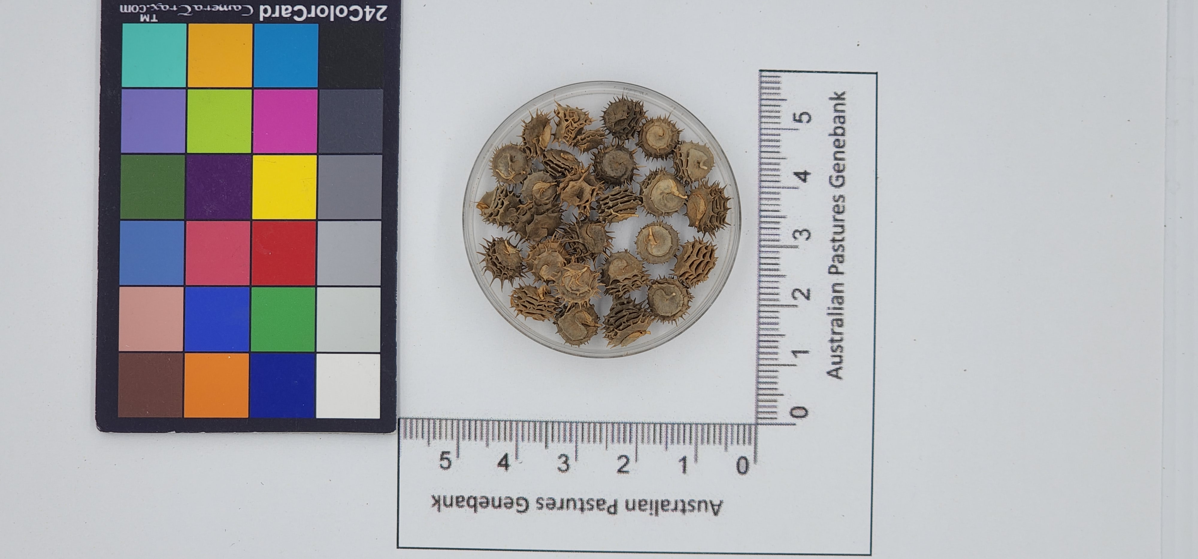 Click for 1 image(s) for this accession. Image