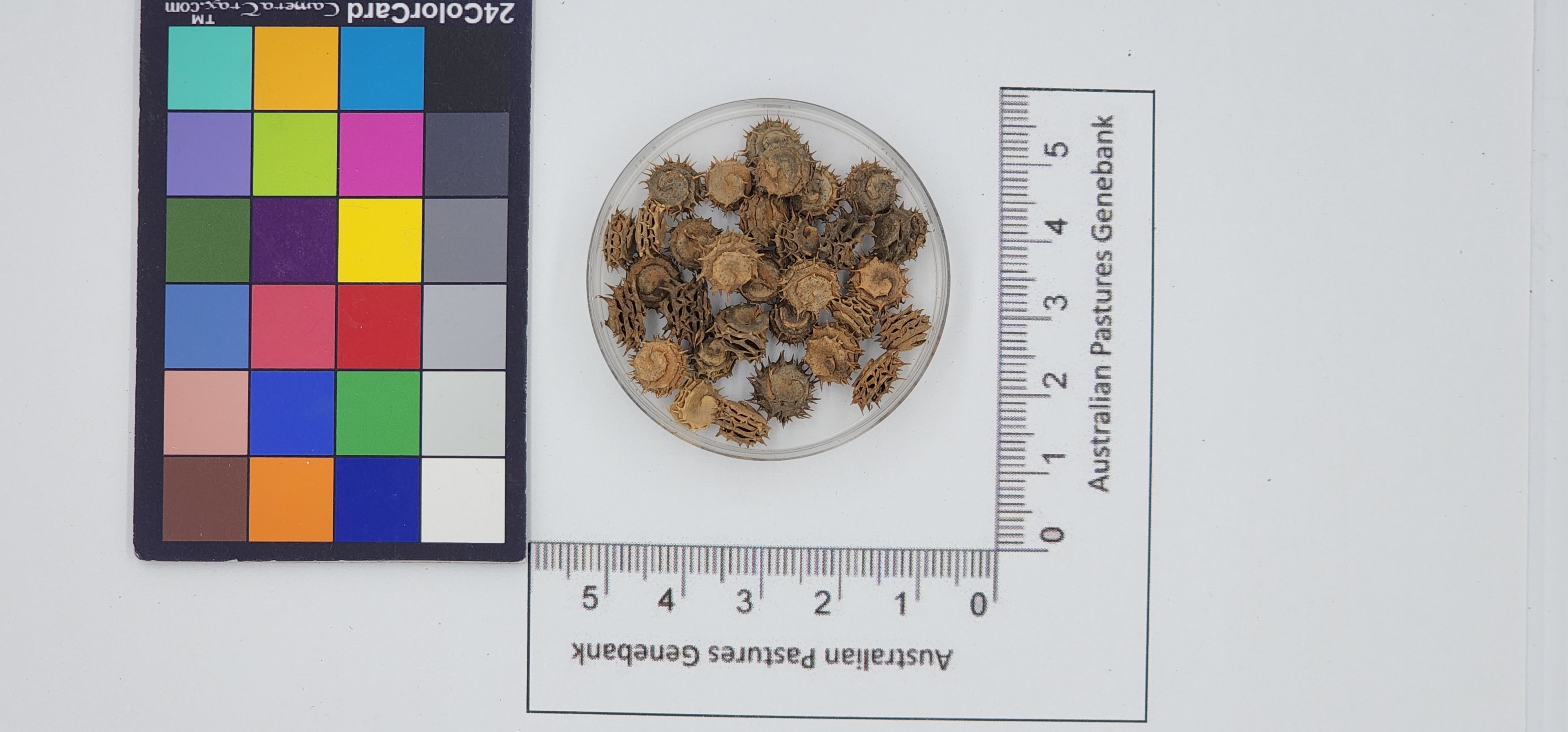 Click for 1 image(s) for this accession. Image
