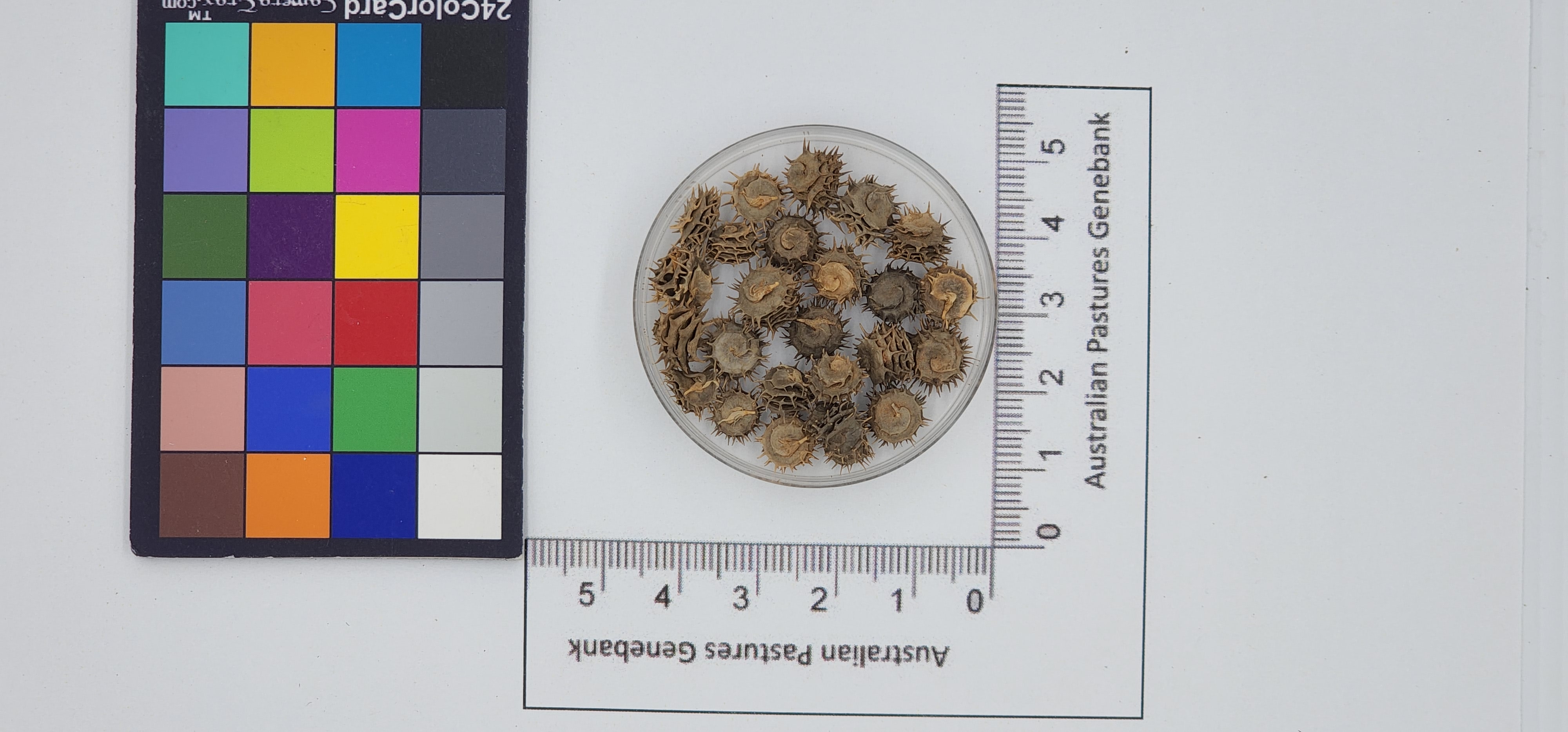 Click for 1 image(s) for this accession. Image
