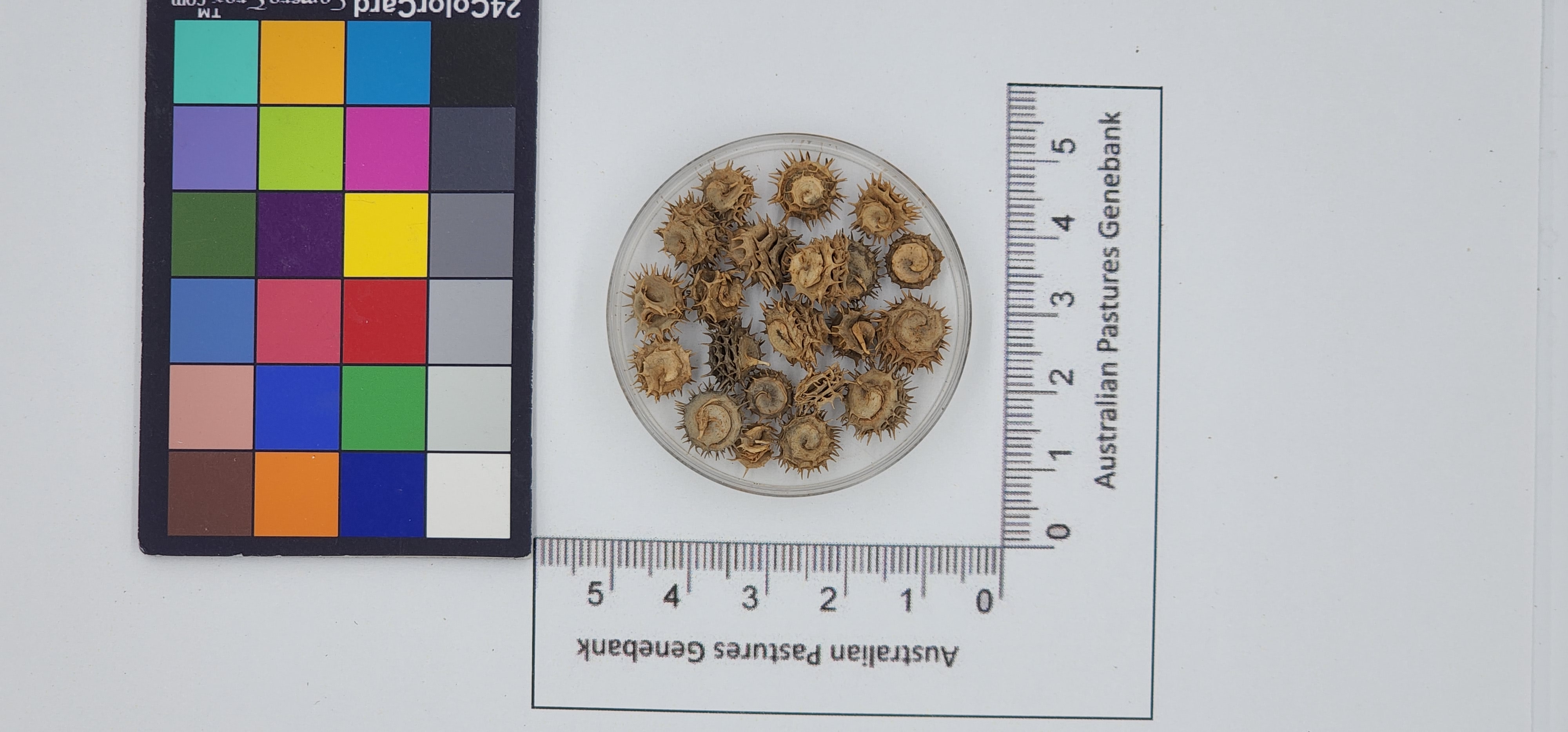 Click for 1 image(s) for this accession. Image