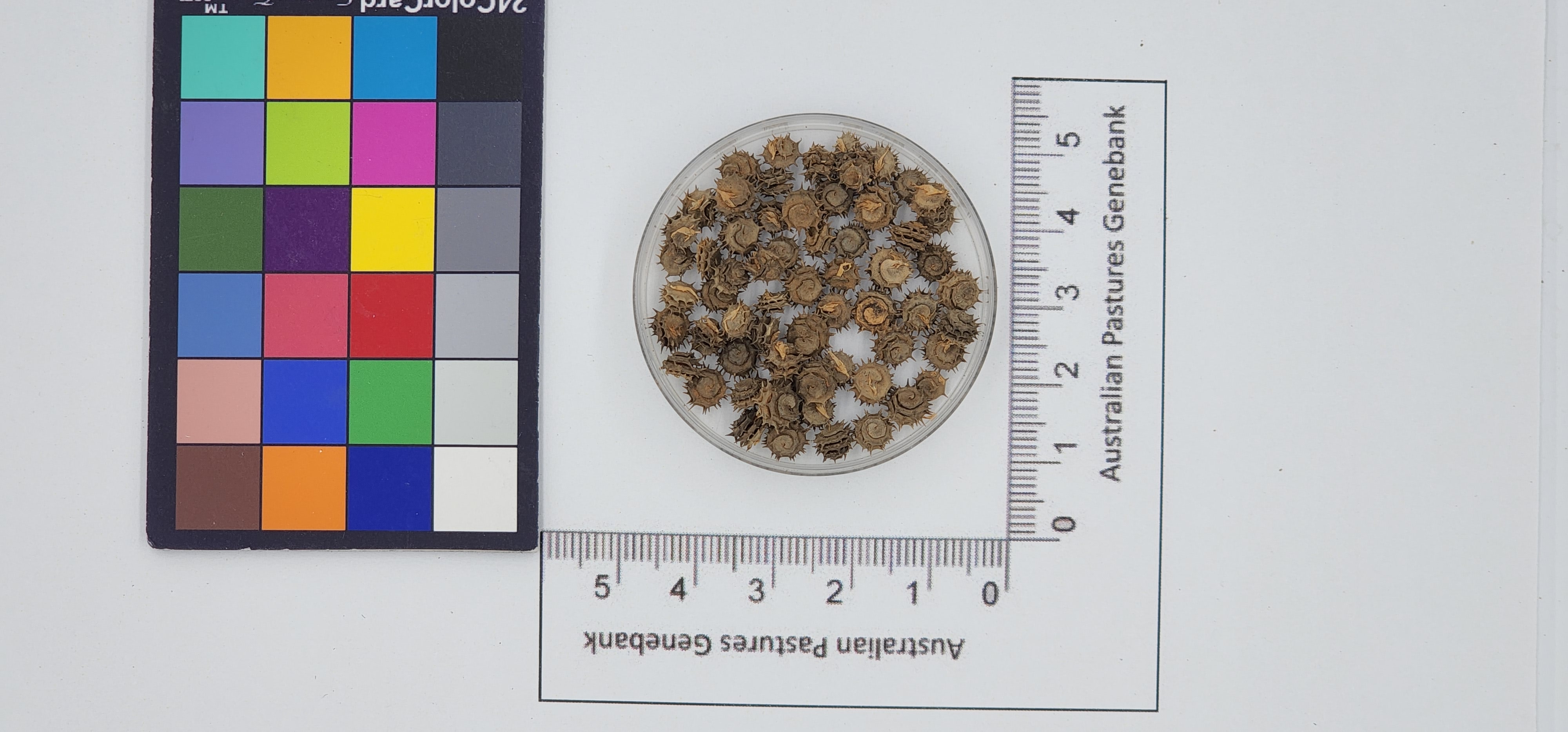 Click for 1 image(s) for this accession. Image