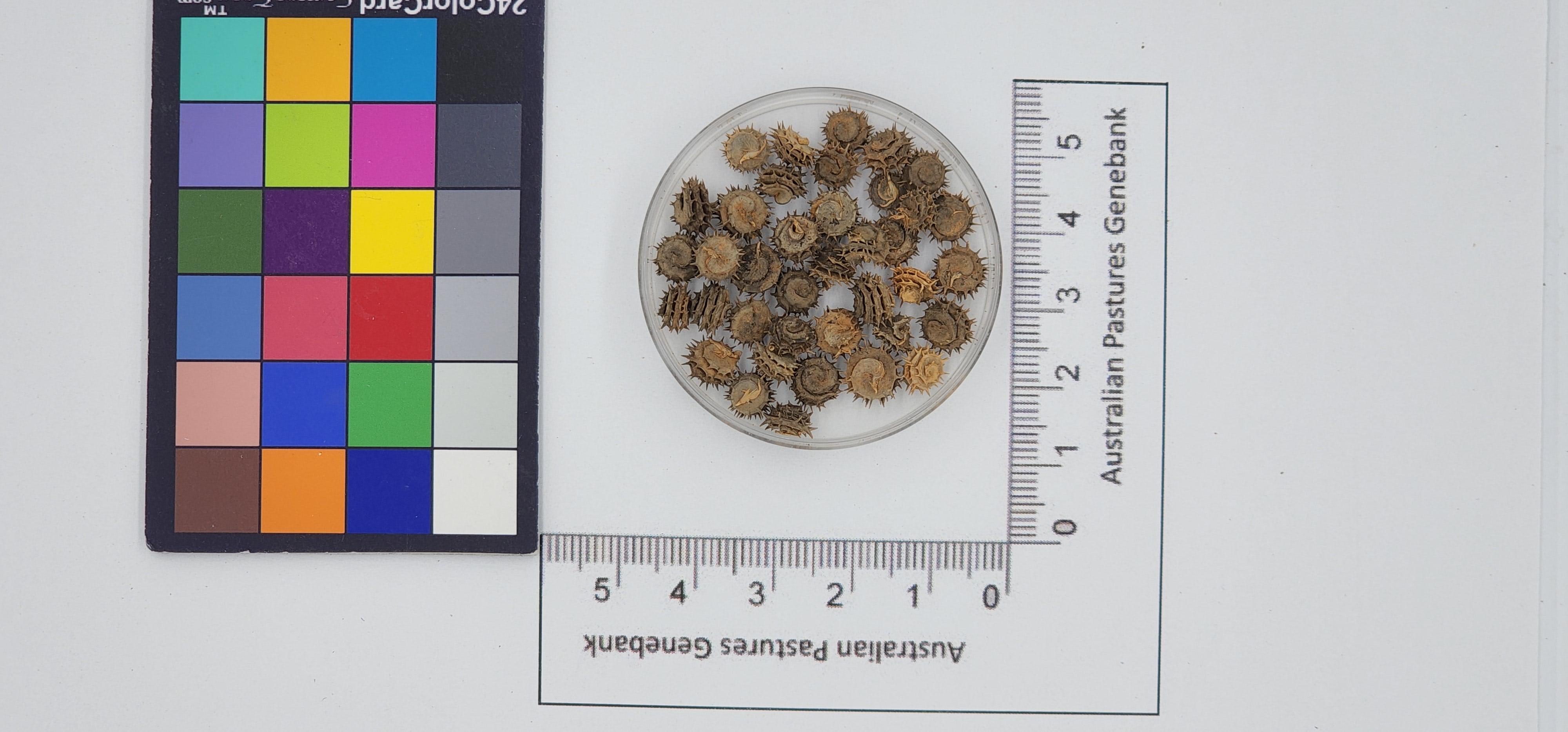 Click for 1 image(s) for this accession. Image
