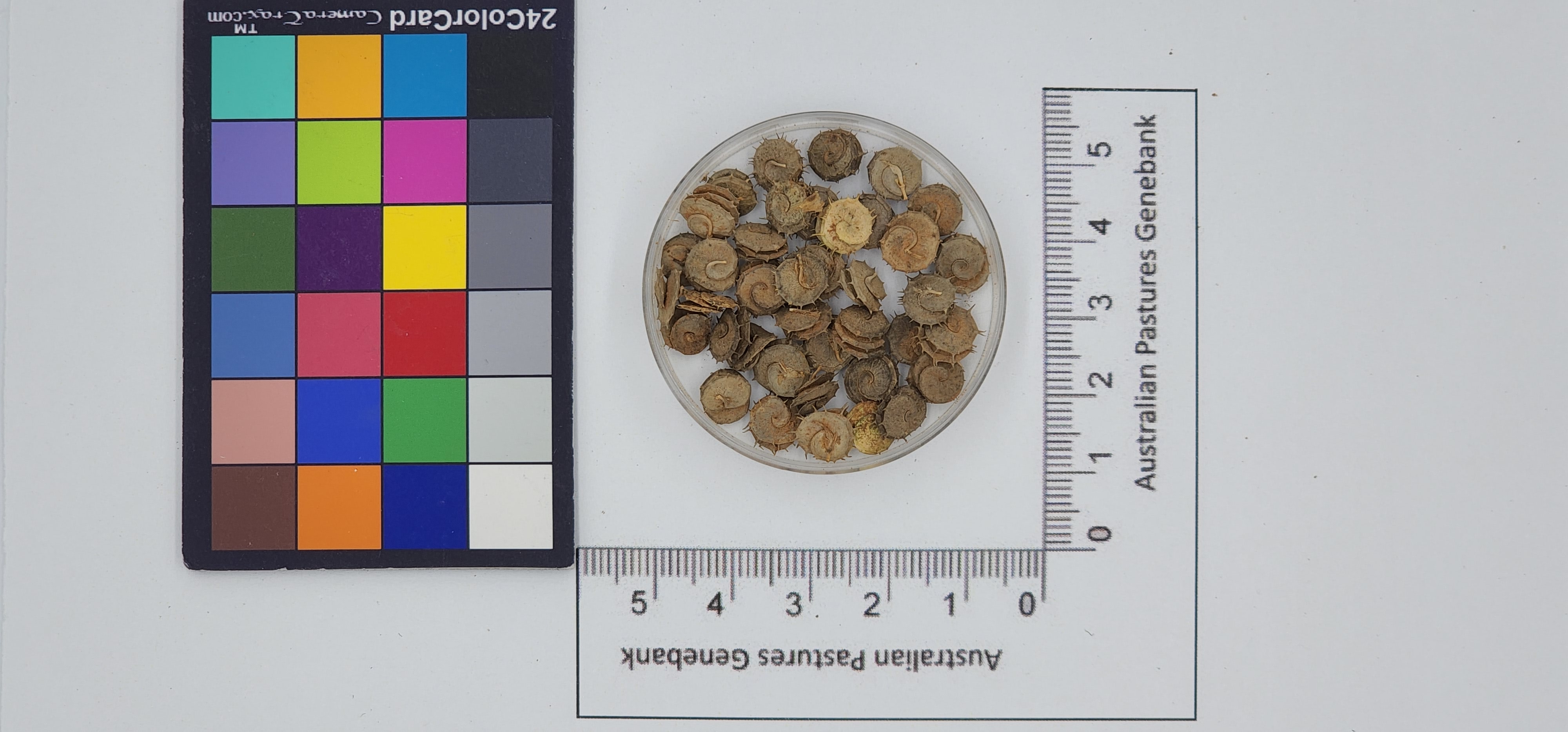 Click for 1 image(s) for this accession. Image