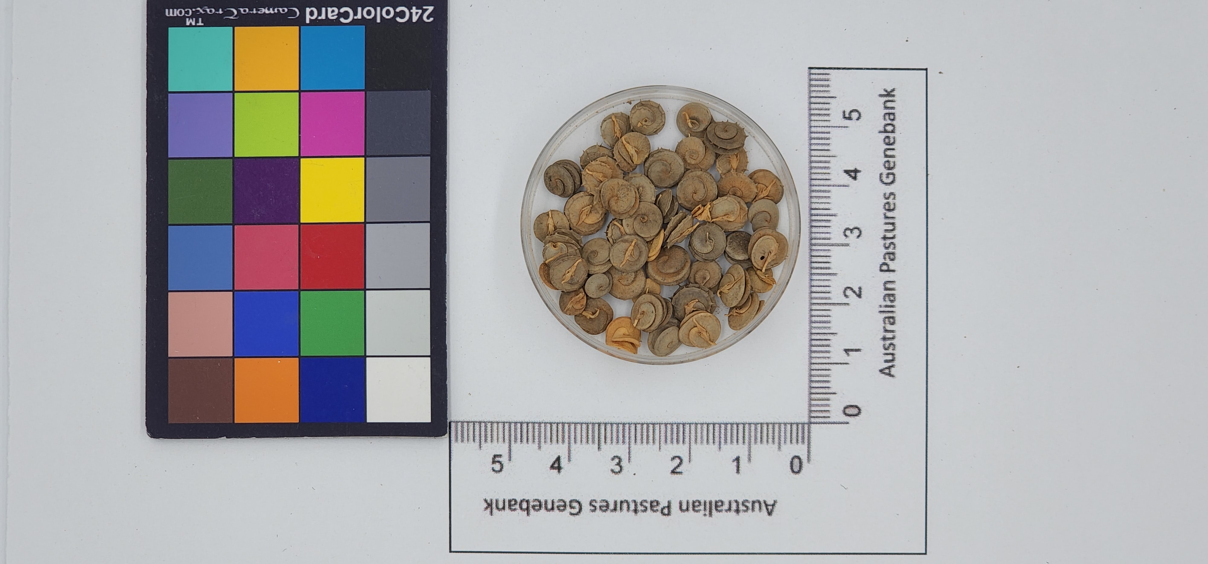 Click for 1 image(s) for this accession. Image