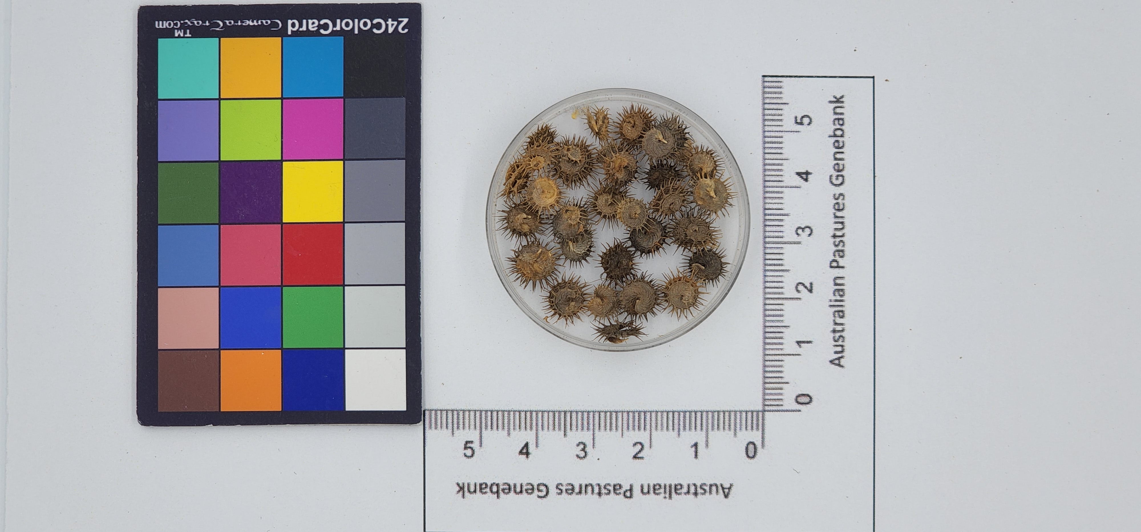 Click for 1 image(s) for this accession. Image
