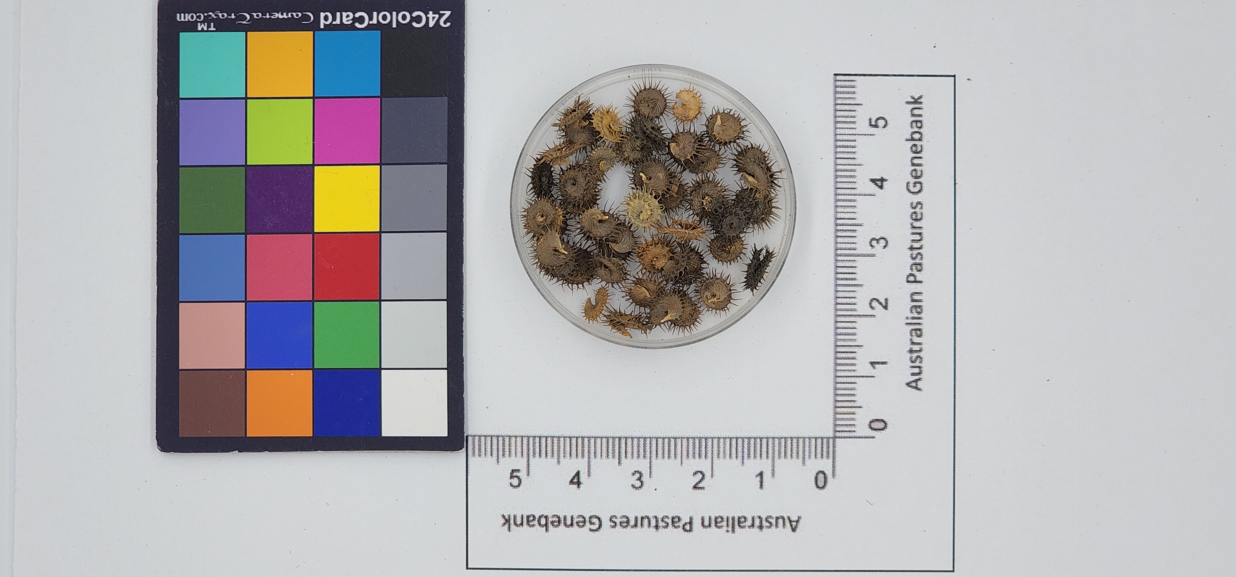 Click for 1 image(s) for this accession. Image