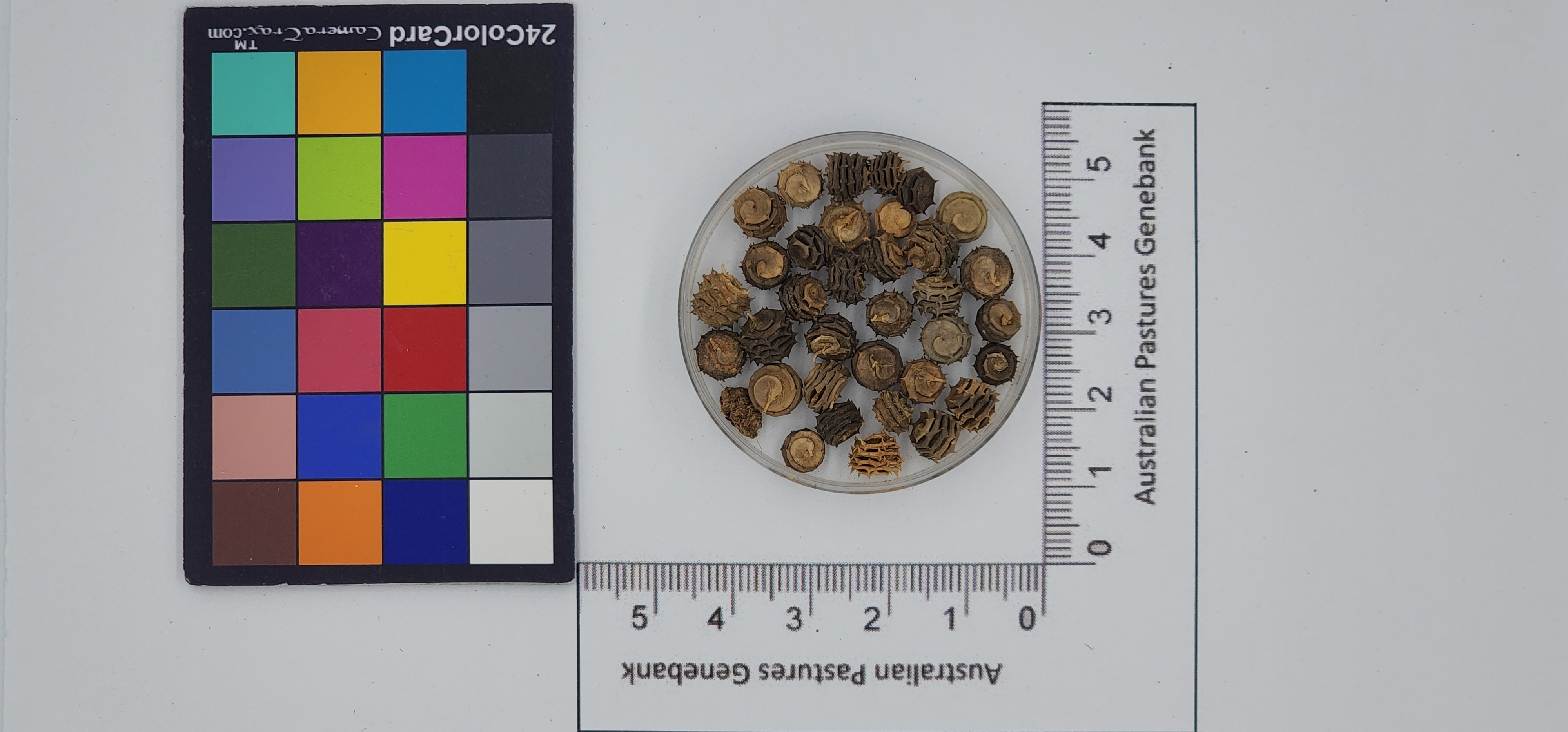 Click for 1 image(s) for this accession. Image