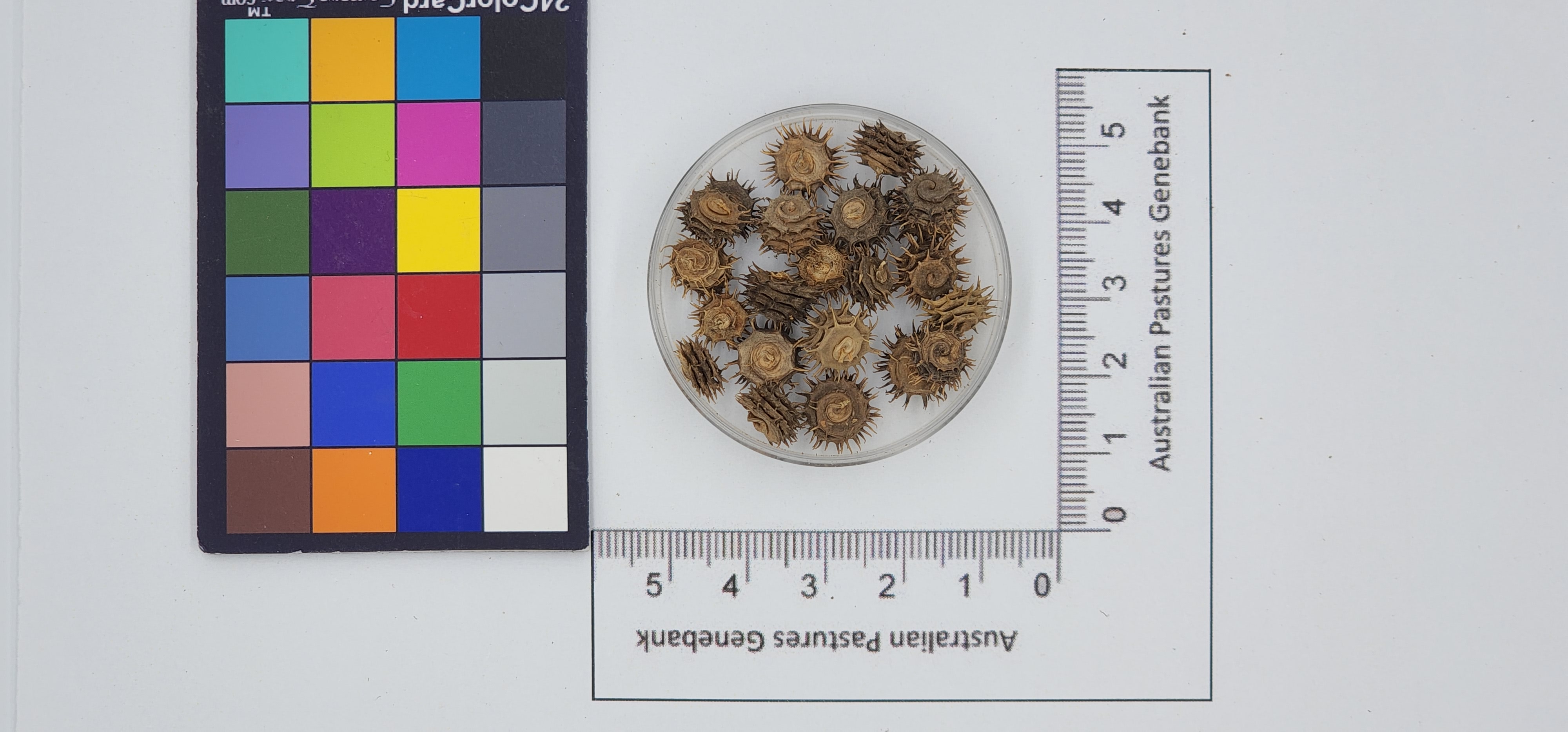 Click for 1 image(s) for this accession. Image