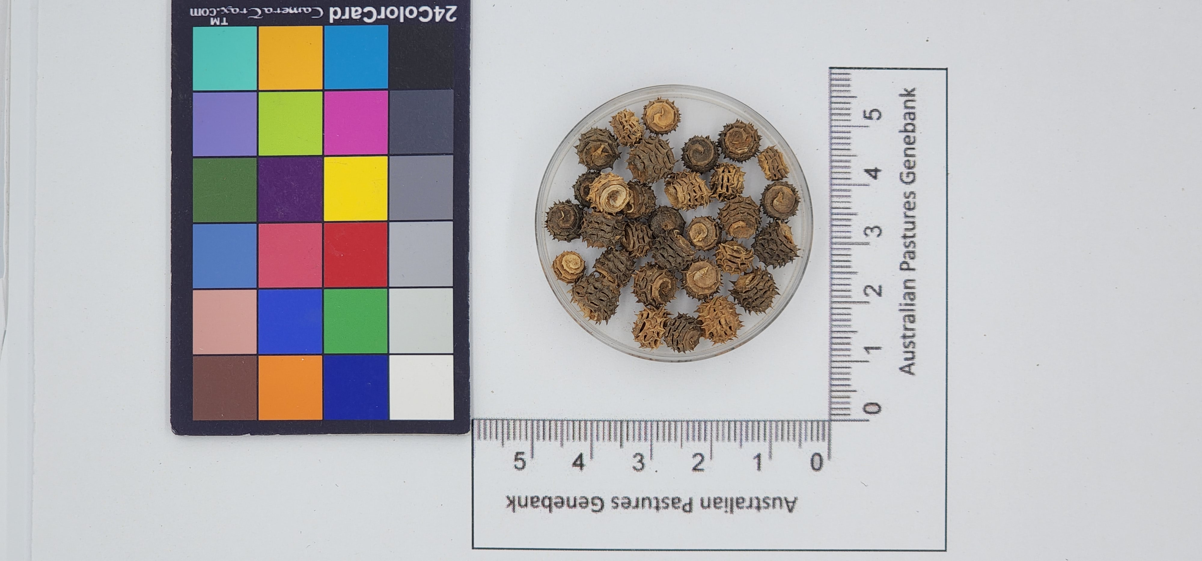 Click for 1 image(s) for this accession. Image