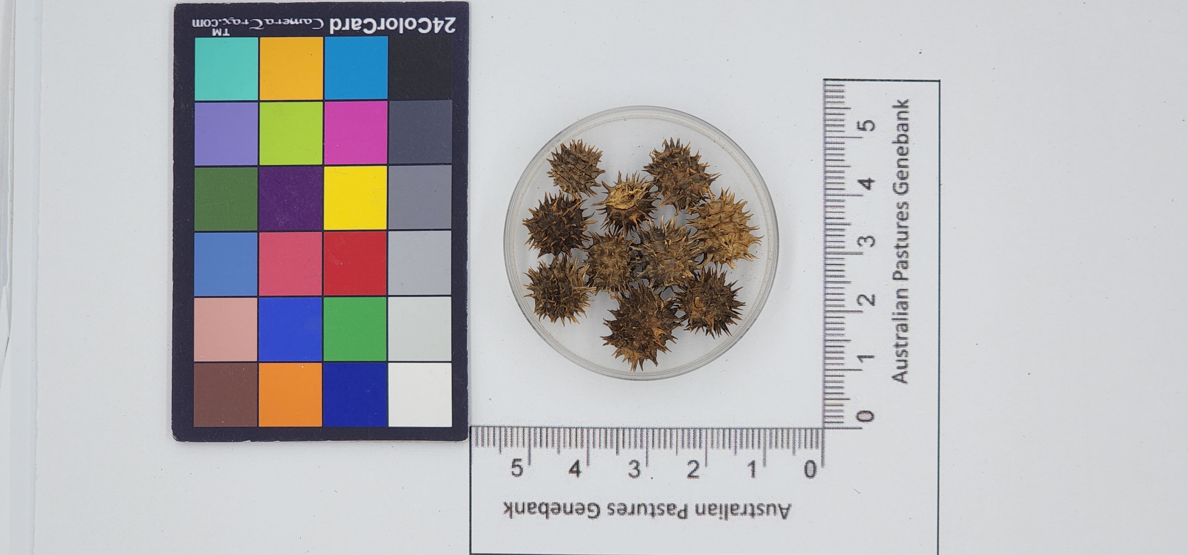 Click for 1 image(s) for this accession. Image