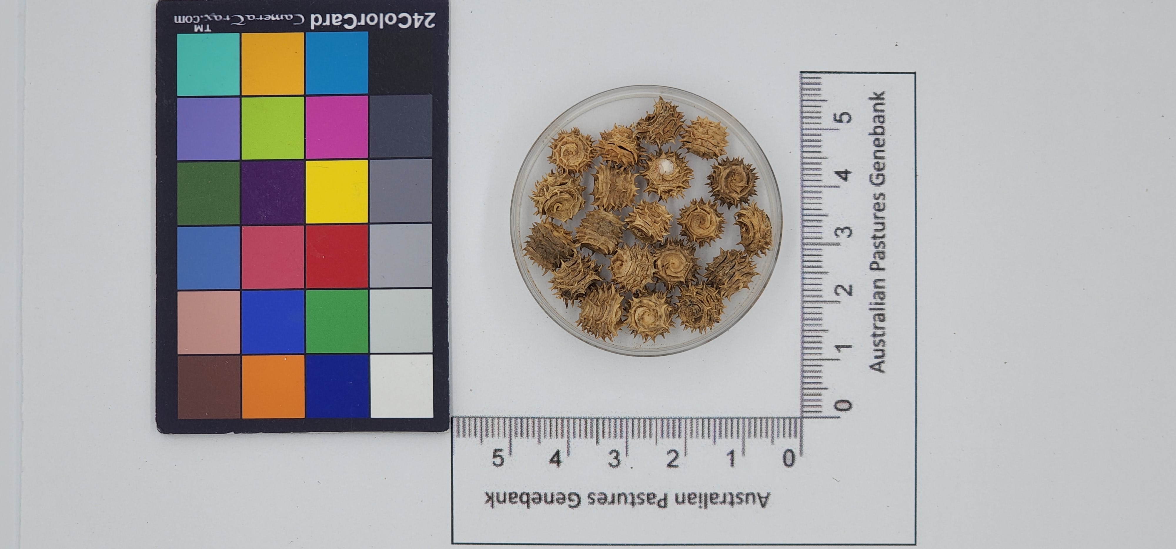 Click for 1 image(s) for this accession. Image
