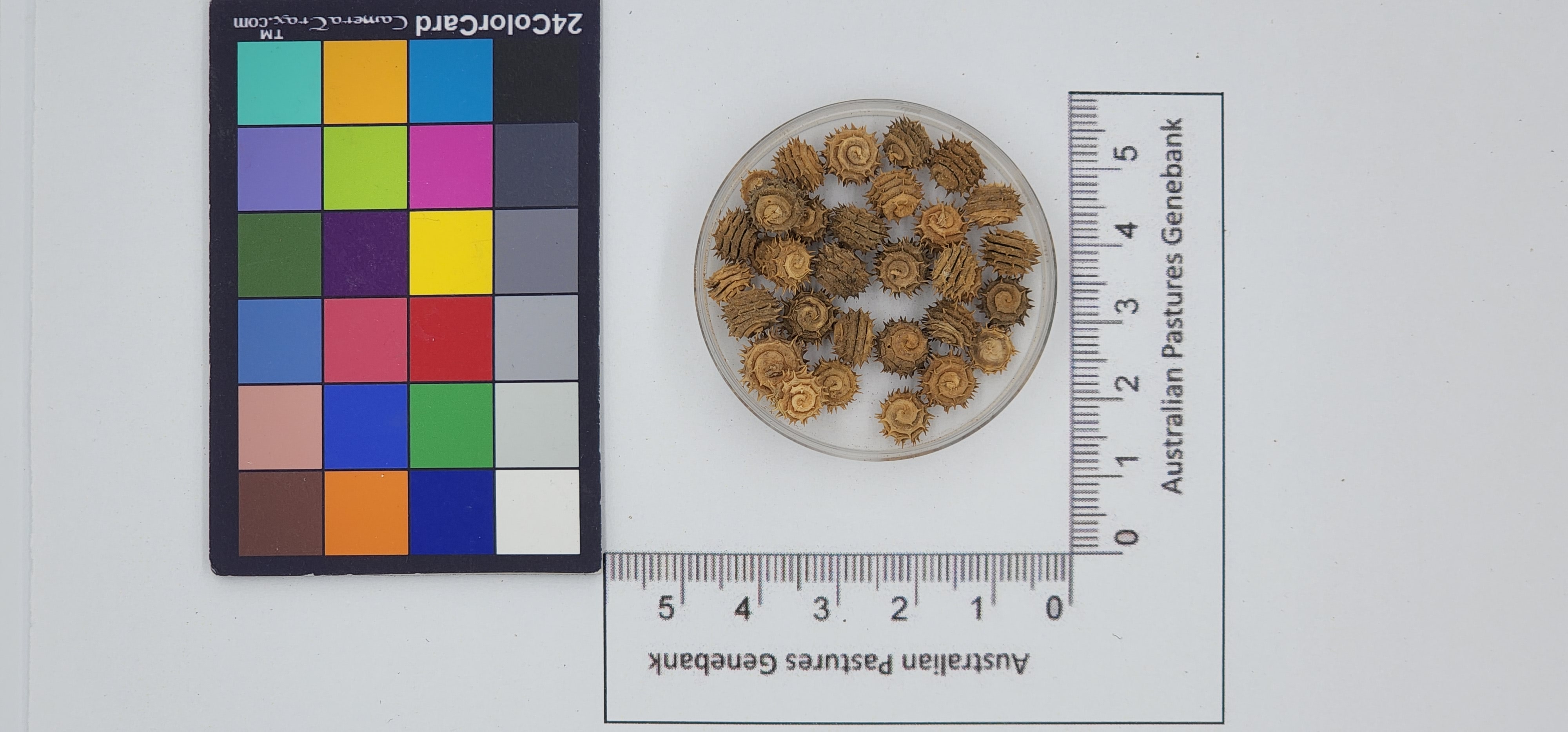 Click for 1 image(s) for this accession. Image