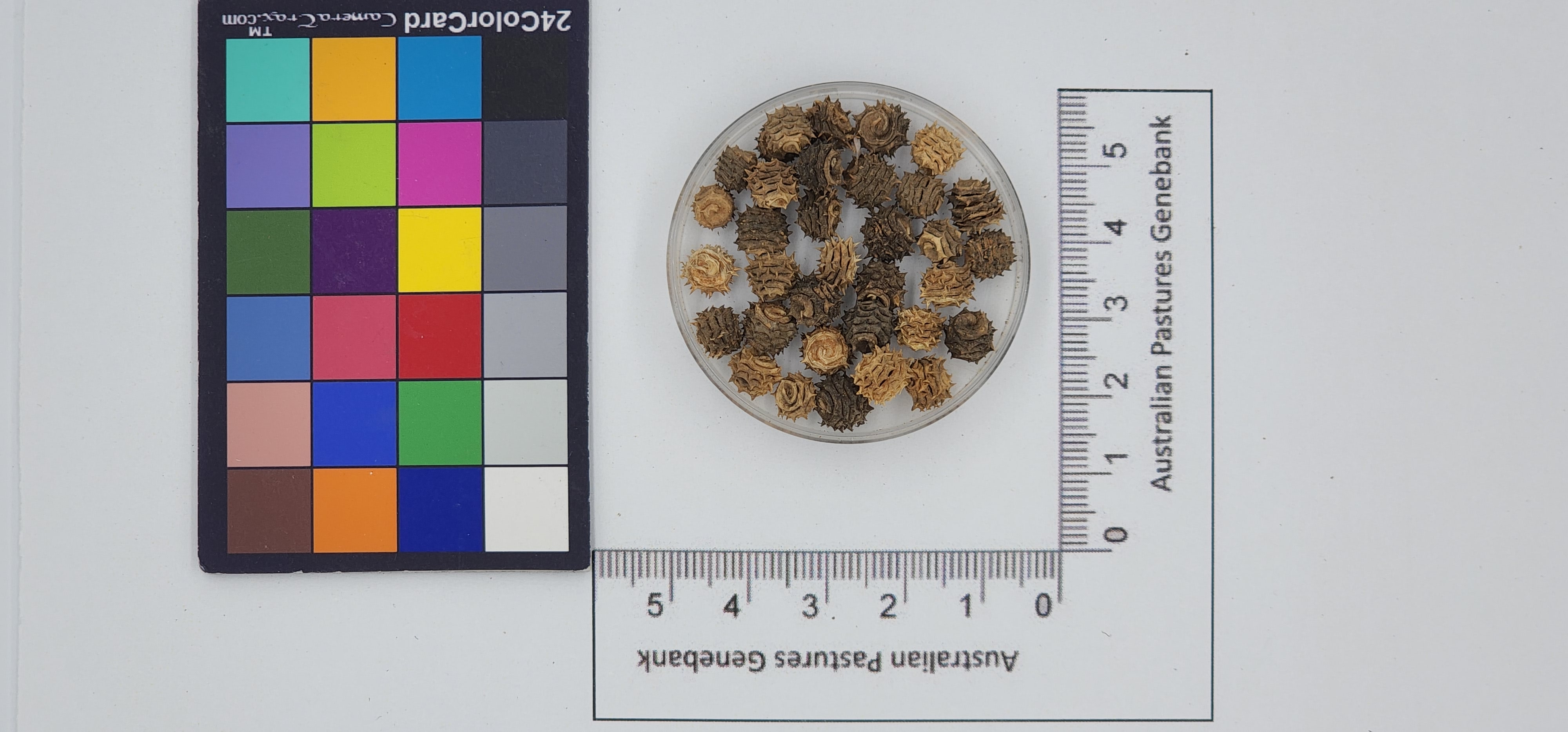Click for 1 image(s) for this accession. Image