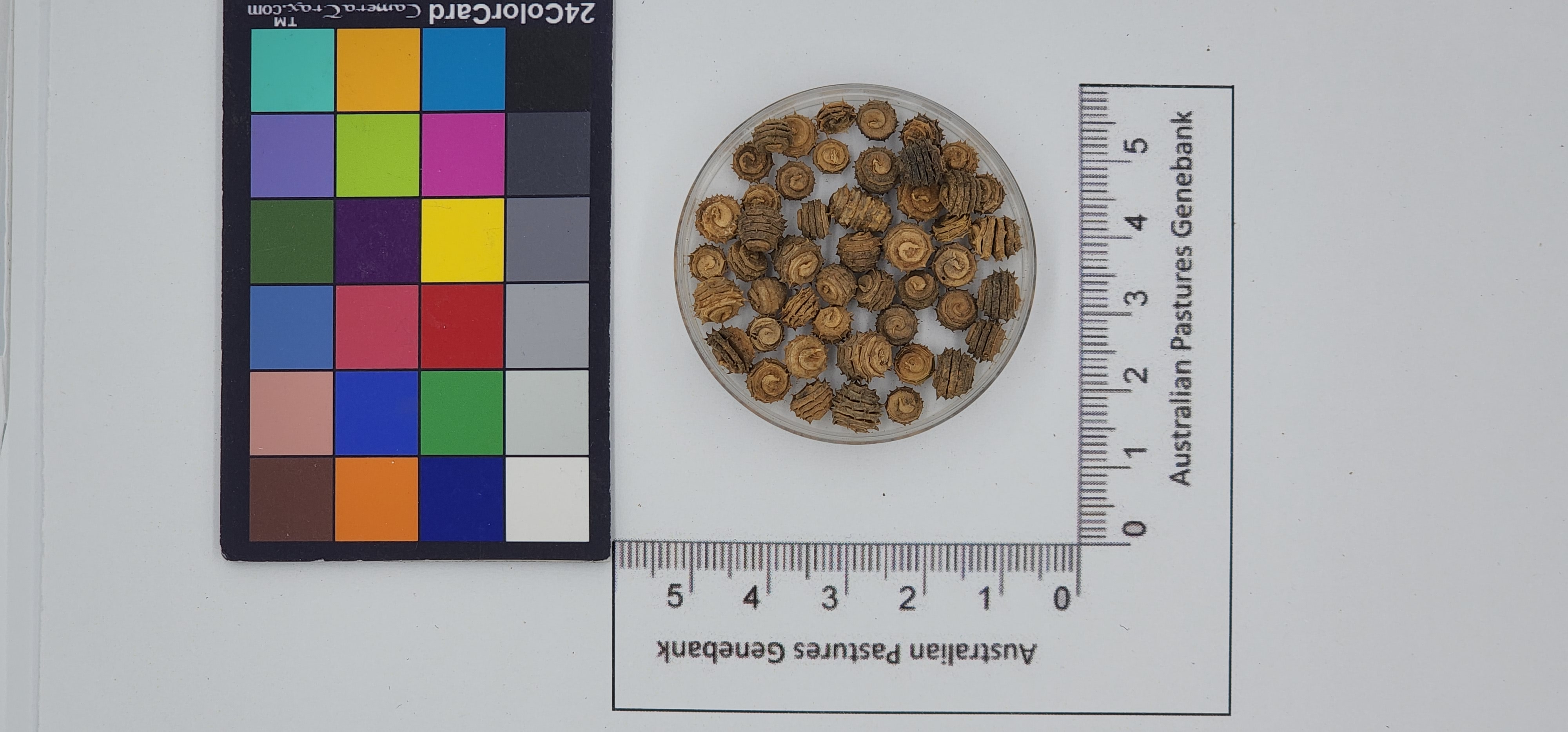 Click for 1 image(s) for this accession. Image