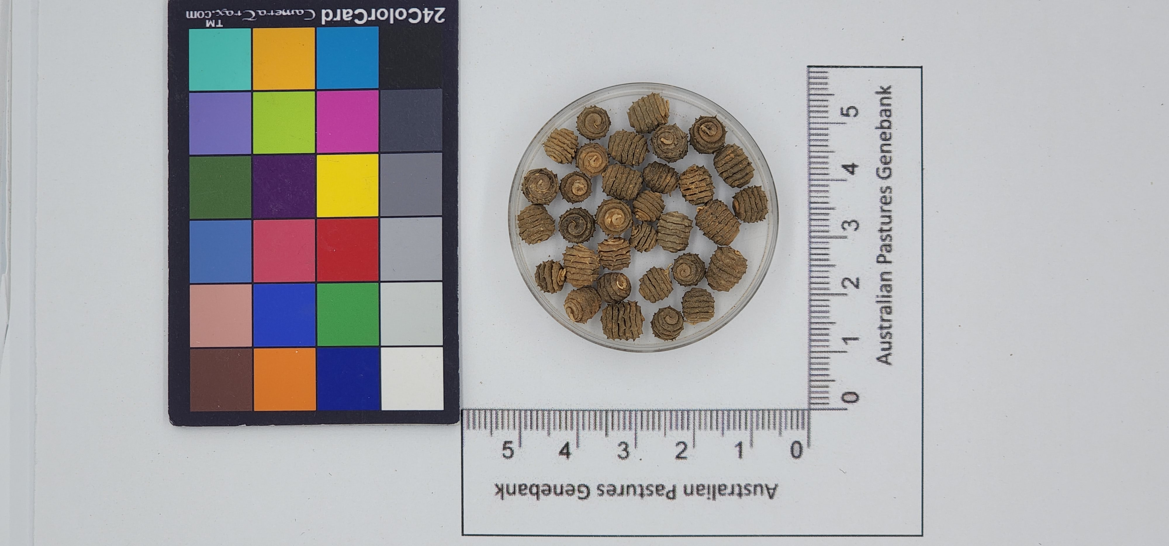Click for 1 image(s) for this accession. Image