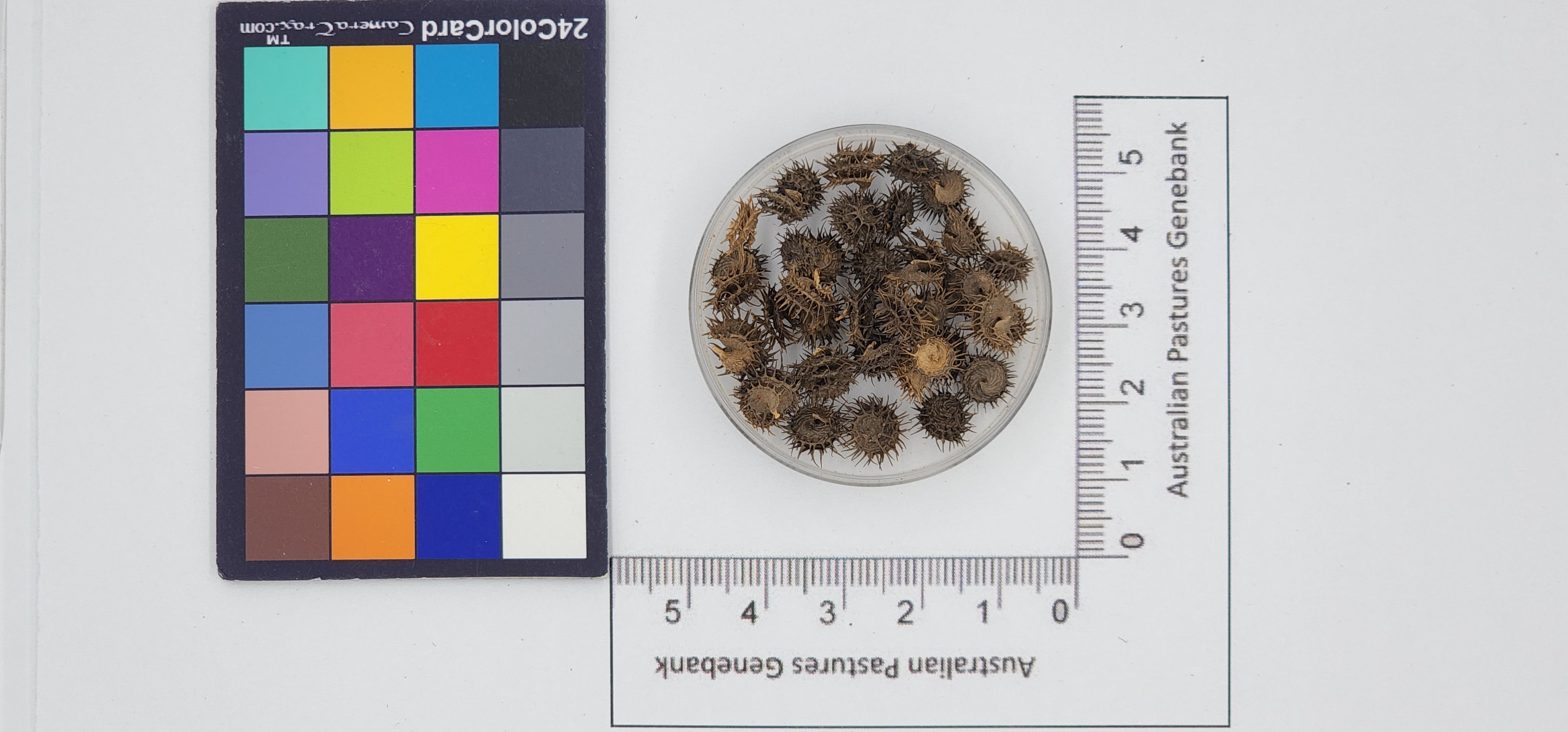 Click for 1 image(s) for this accession. Image