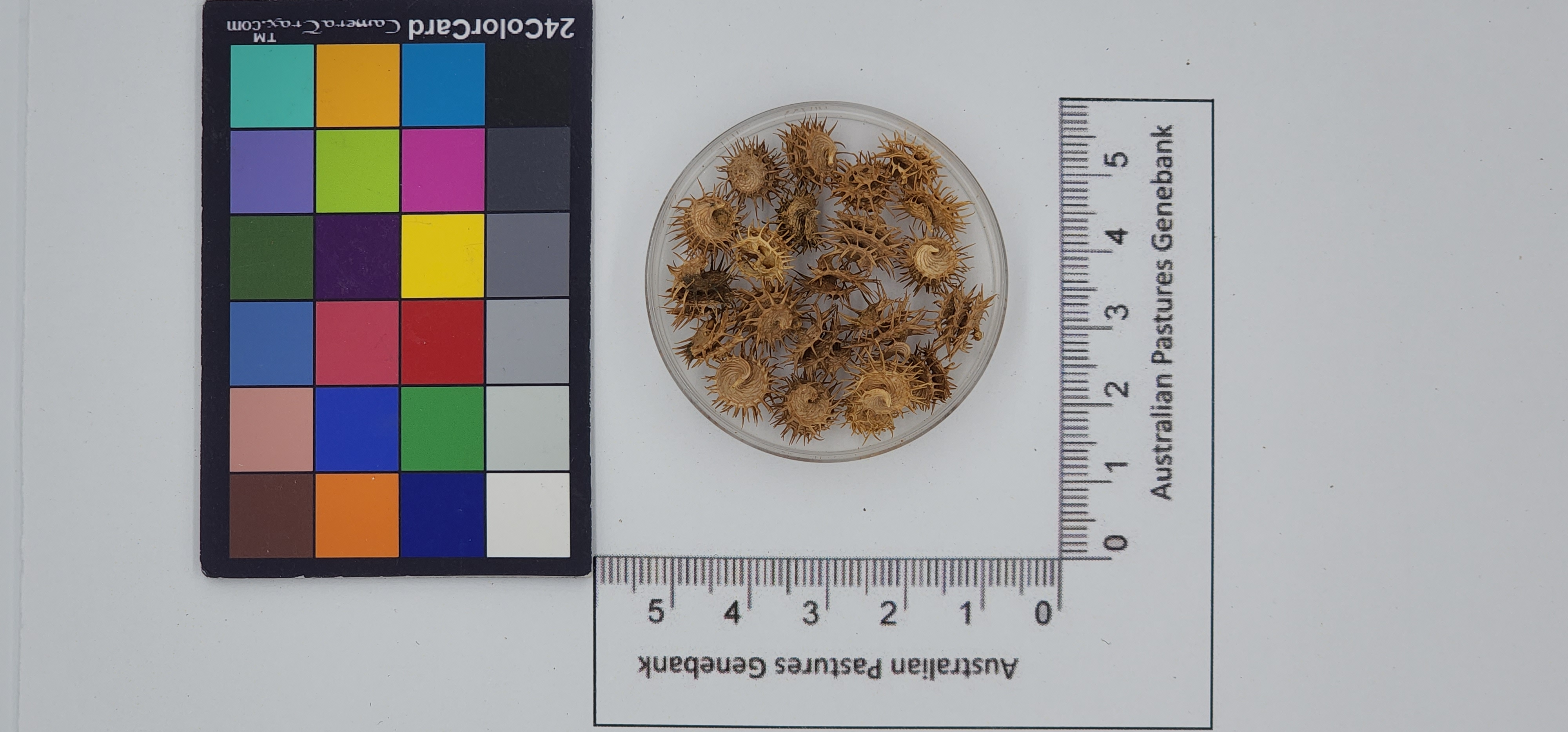 Click for 1 image(s) for this accession. Image