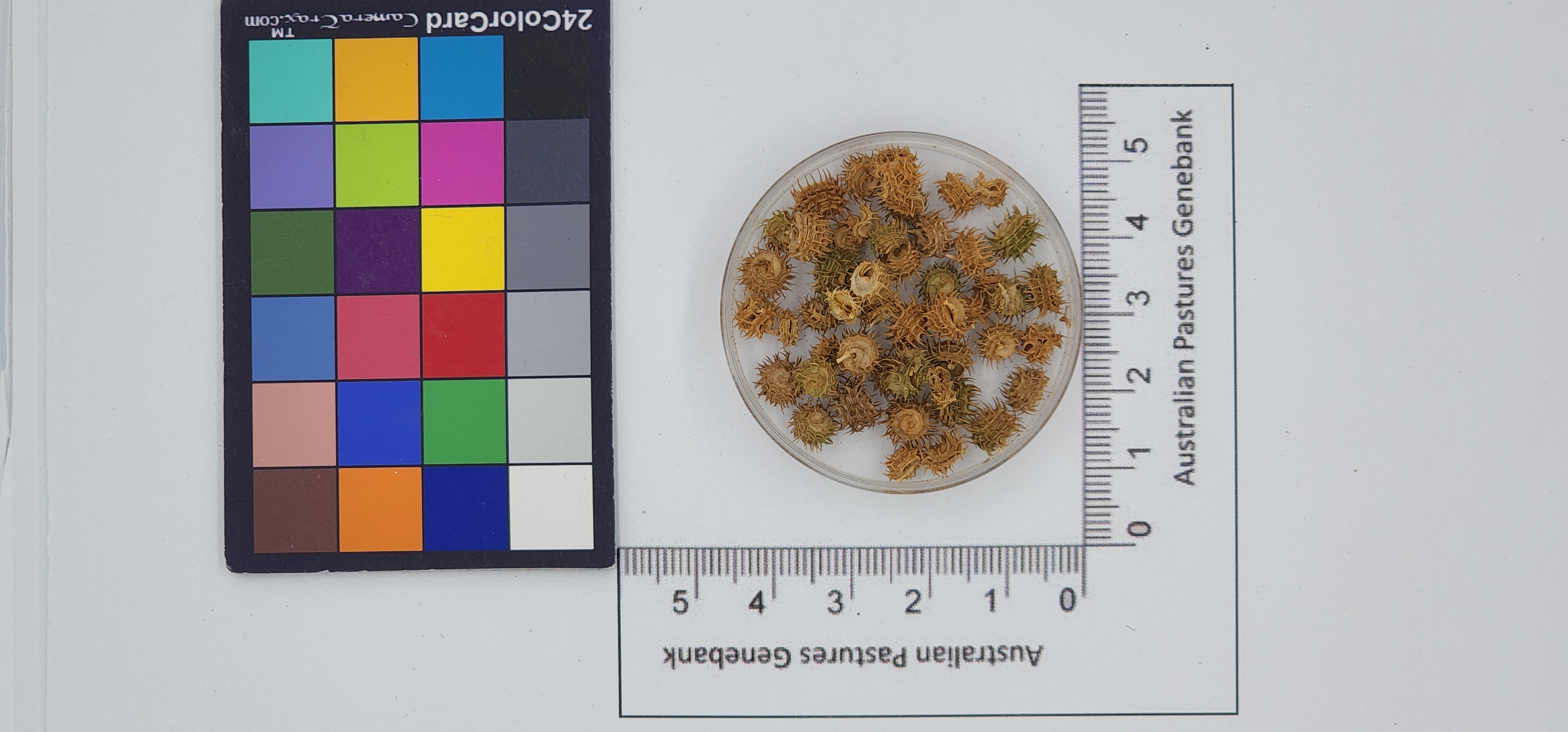Click for 1 image(s) for this accession. Image