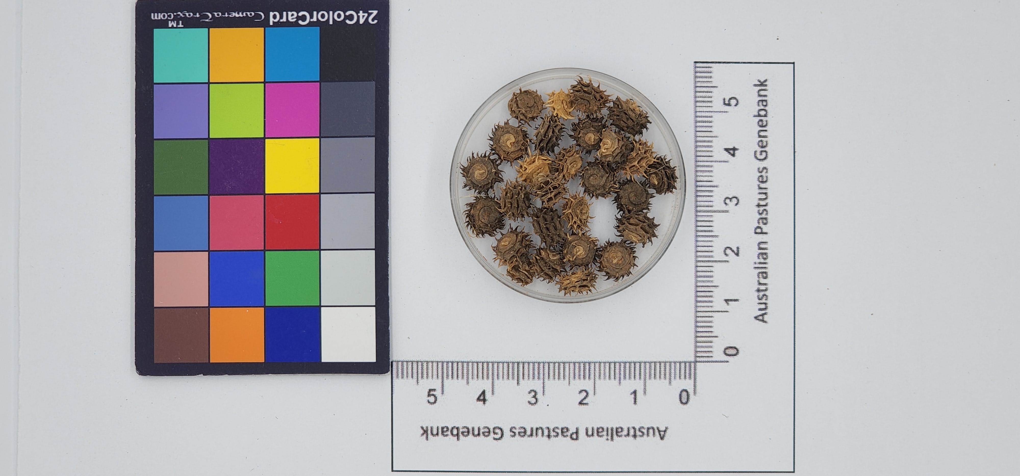 Click for 1 image(s) for this accession. Image