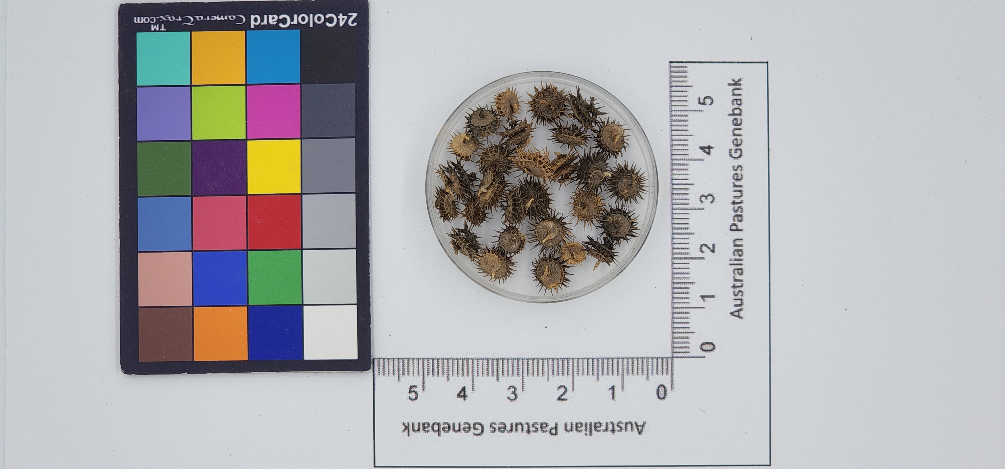 Click for 1 image(s) for this accession. Image
