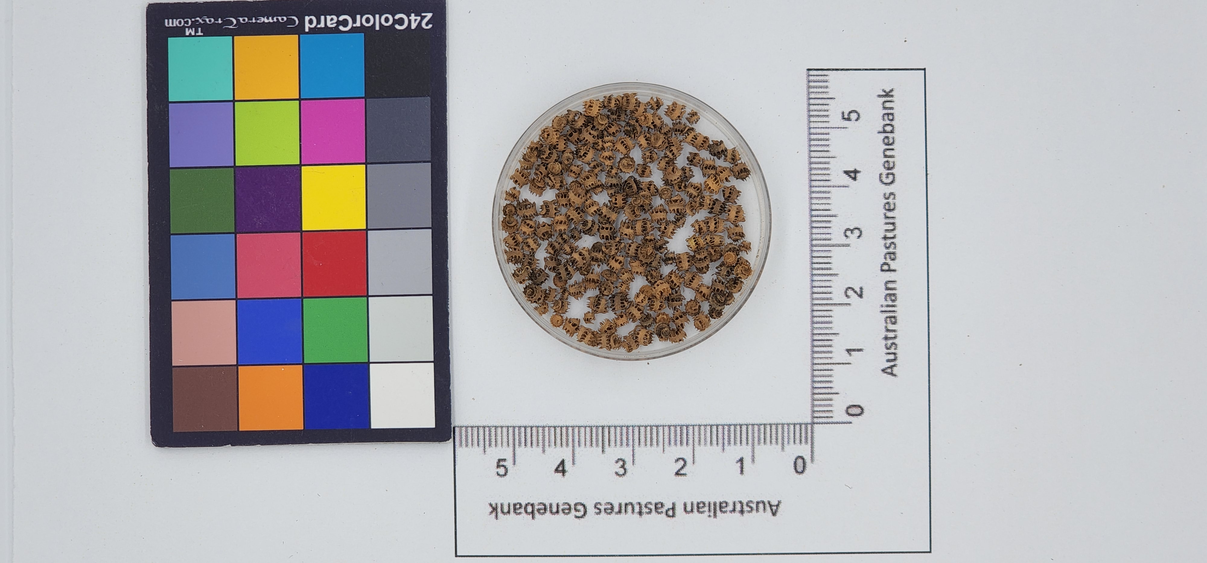 Click for 1 image(s) for this accession. Image