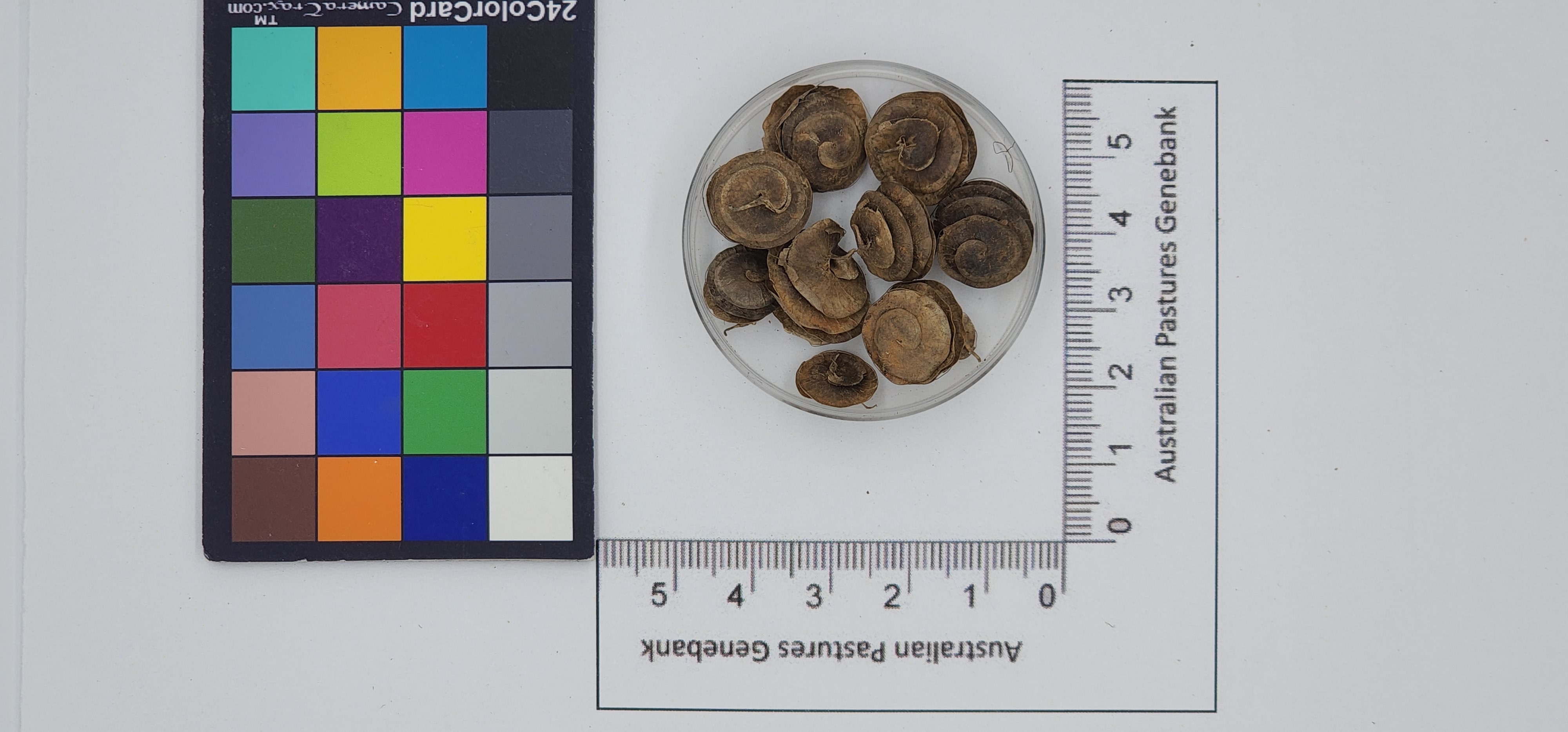 Click for 1 image(s) for this accession. Image