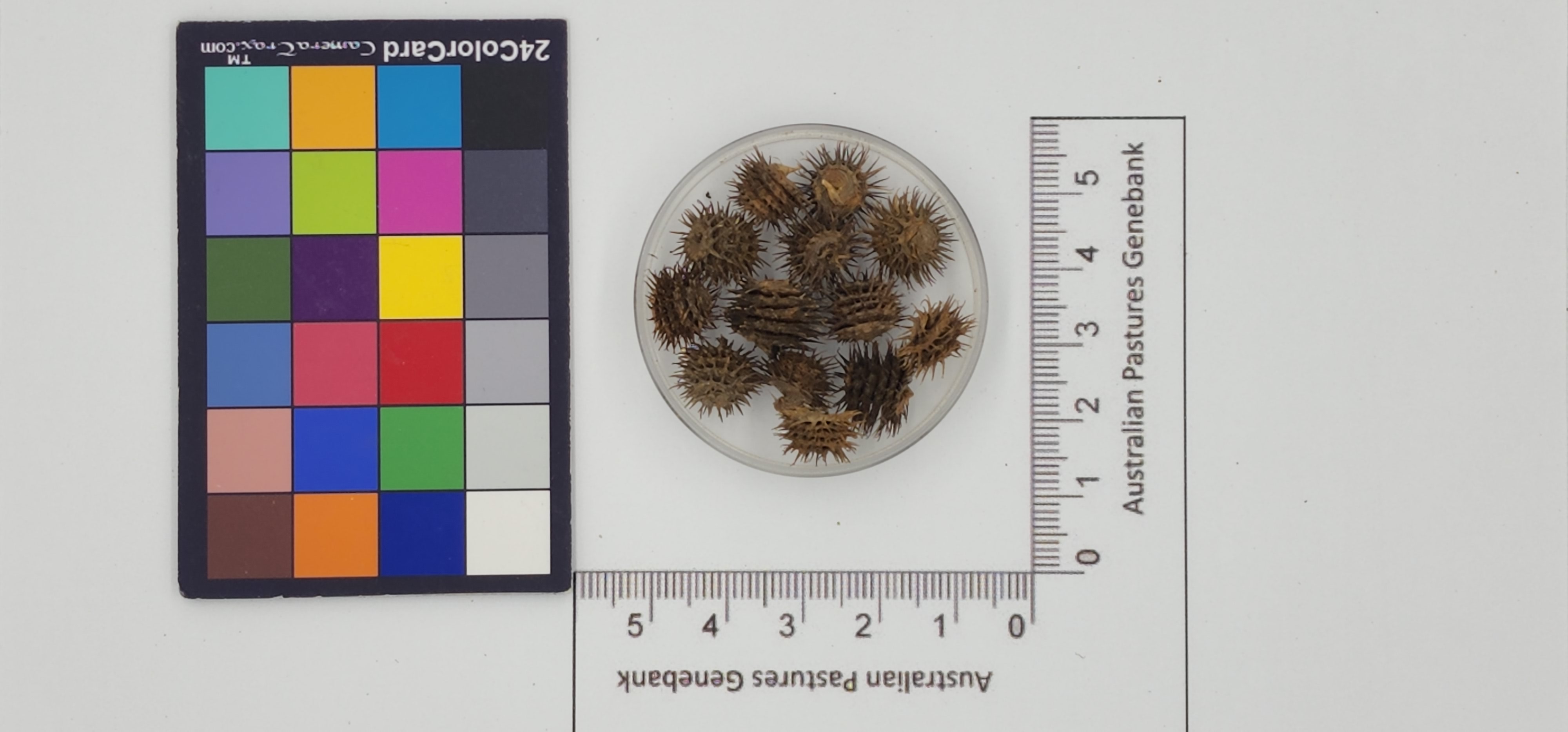 Click for 1 image(s) for this accession. Image