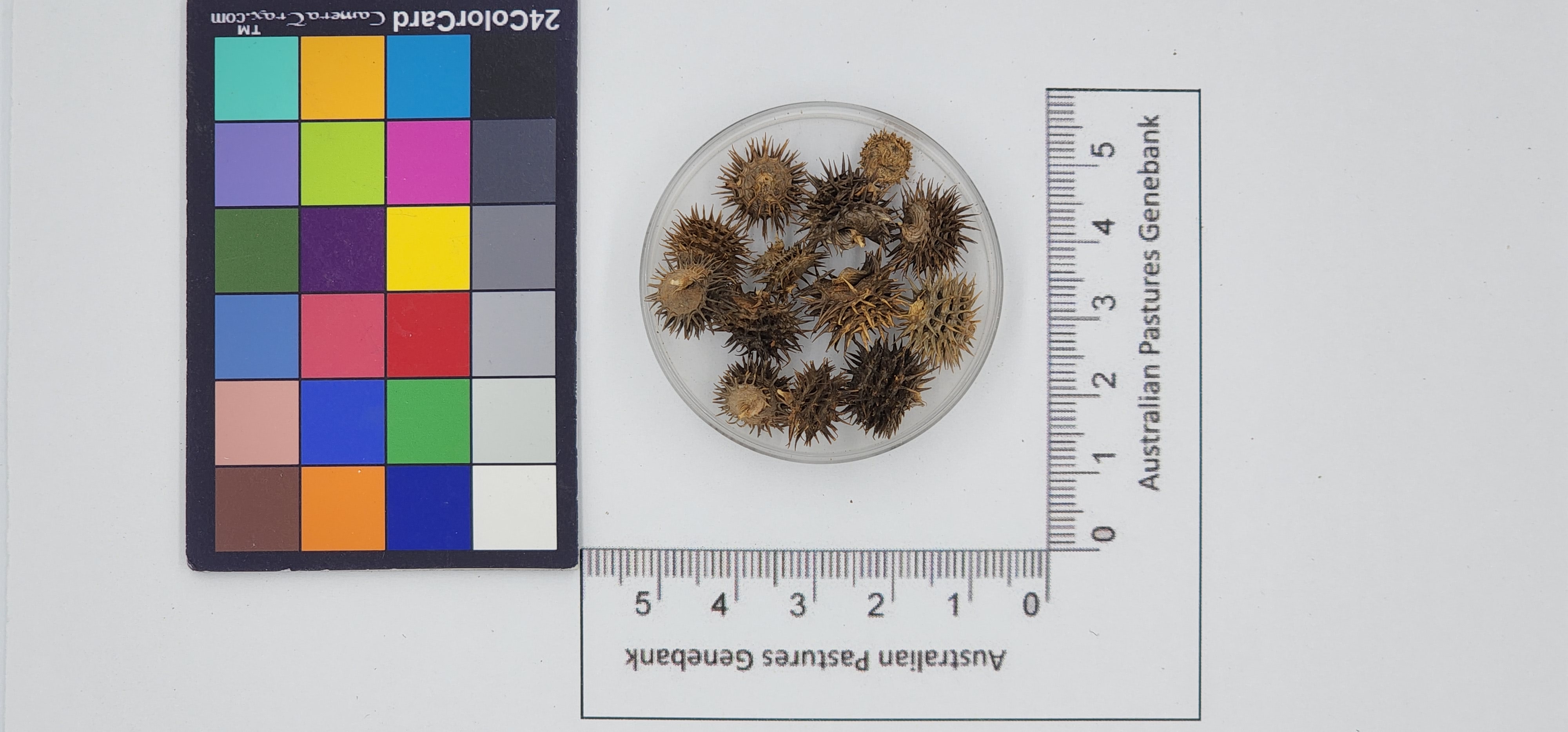 Click for 1 image(s) for this accession. Image