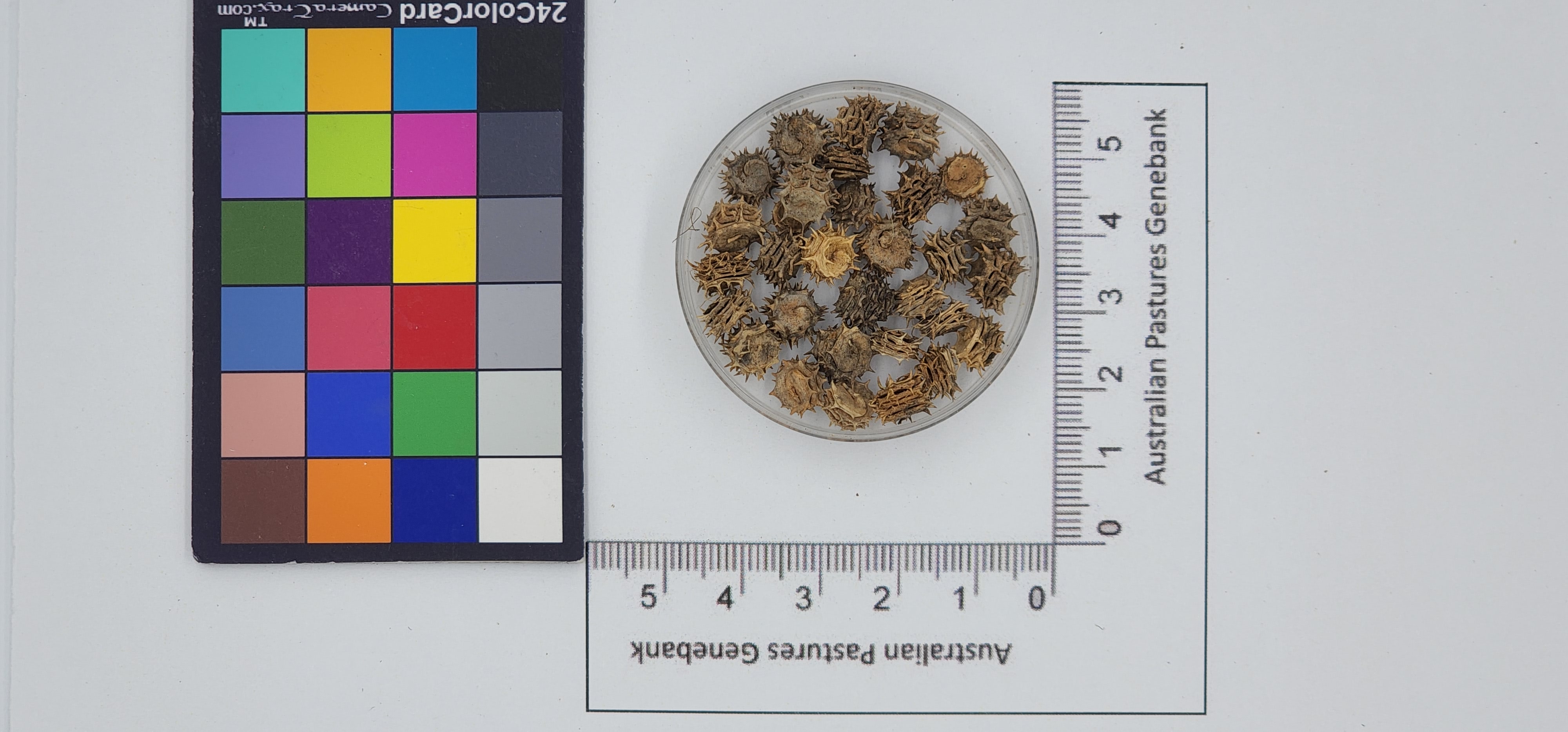 Click for 1 image(s) for this accession. Image