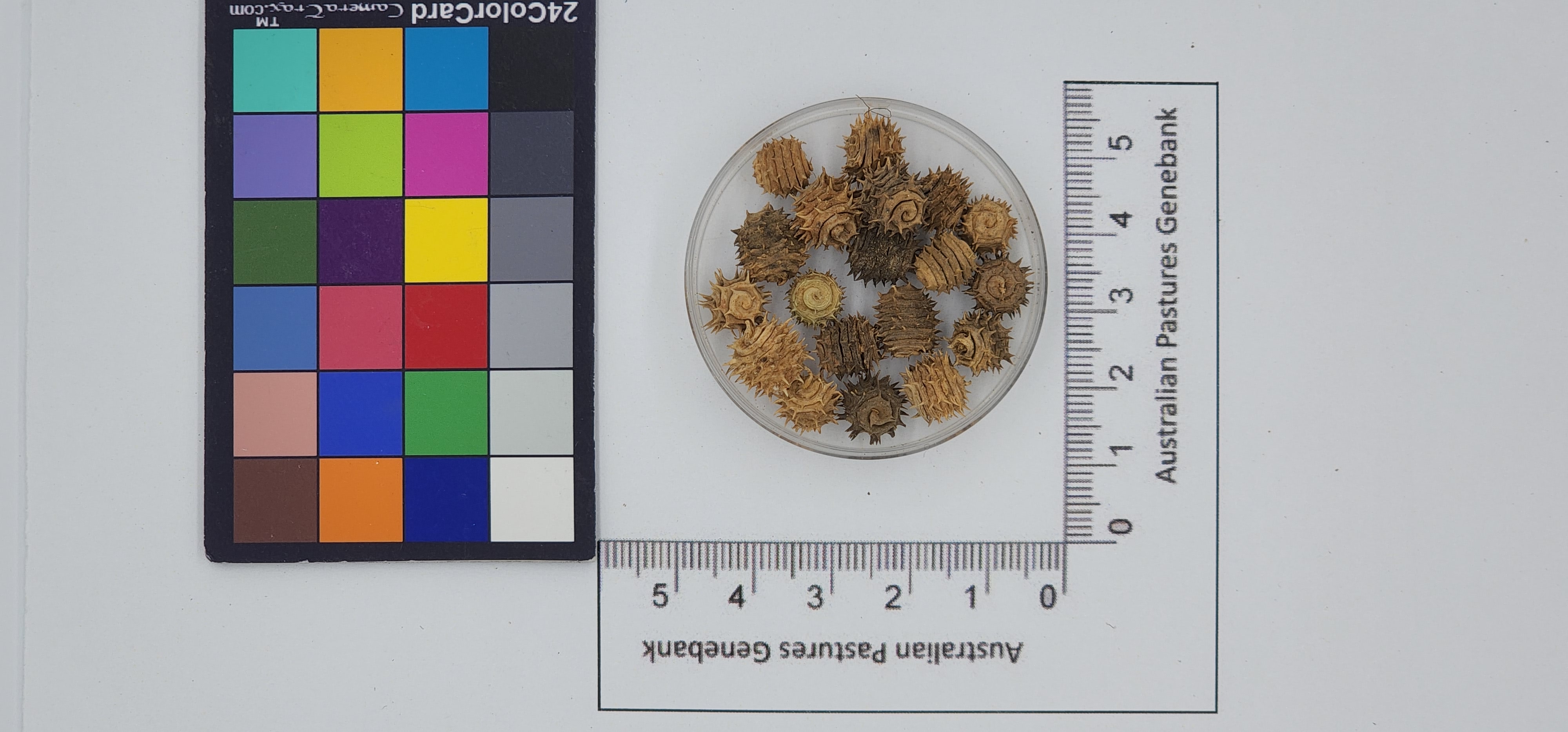 Click for 1 image(s) for this accession. Image