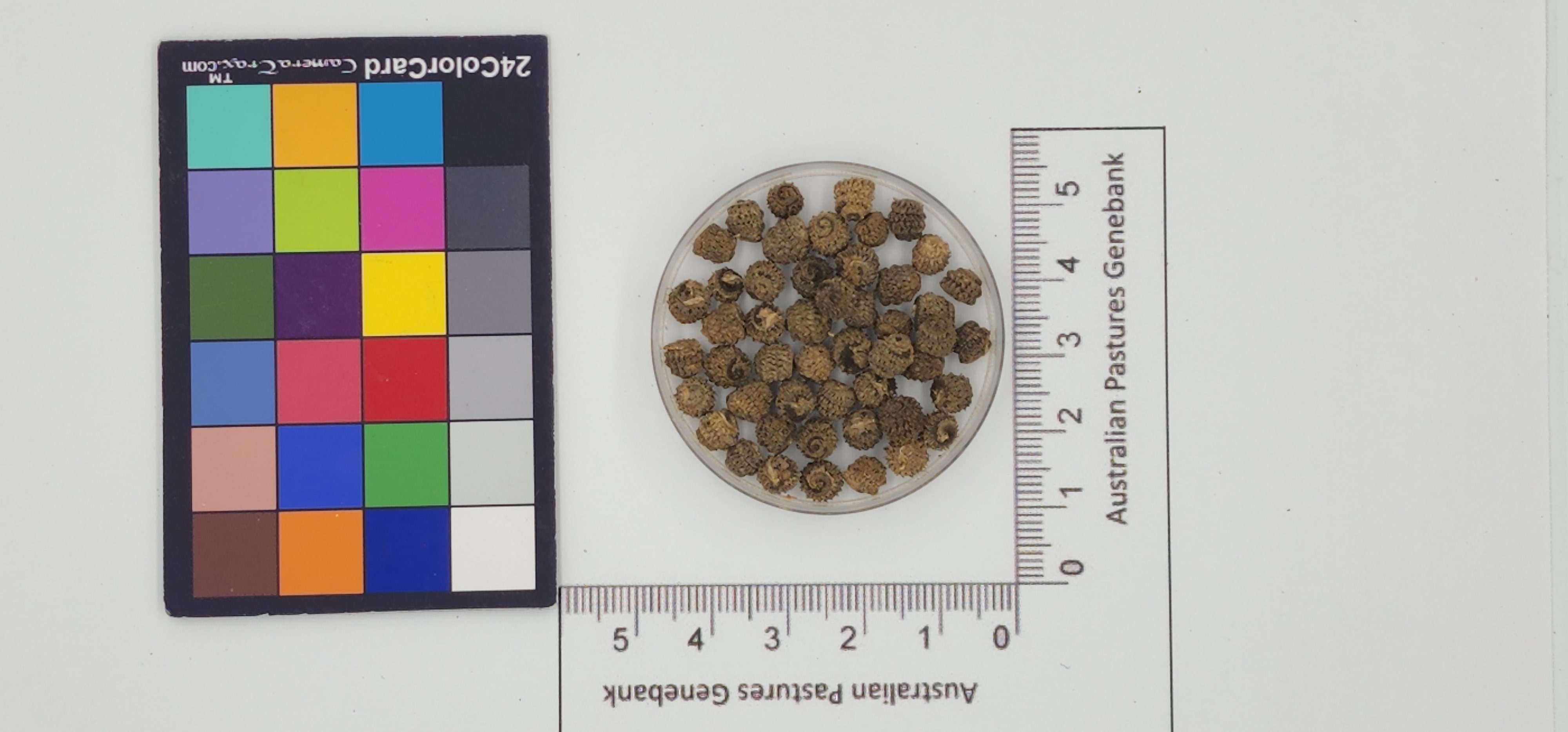 Click for 1 image(s) for this accession. Image