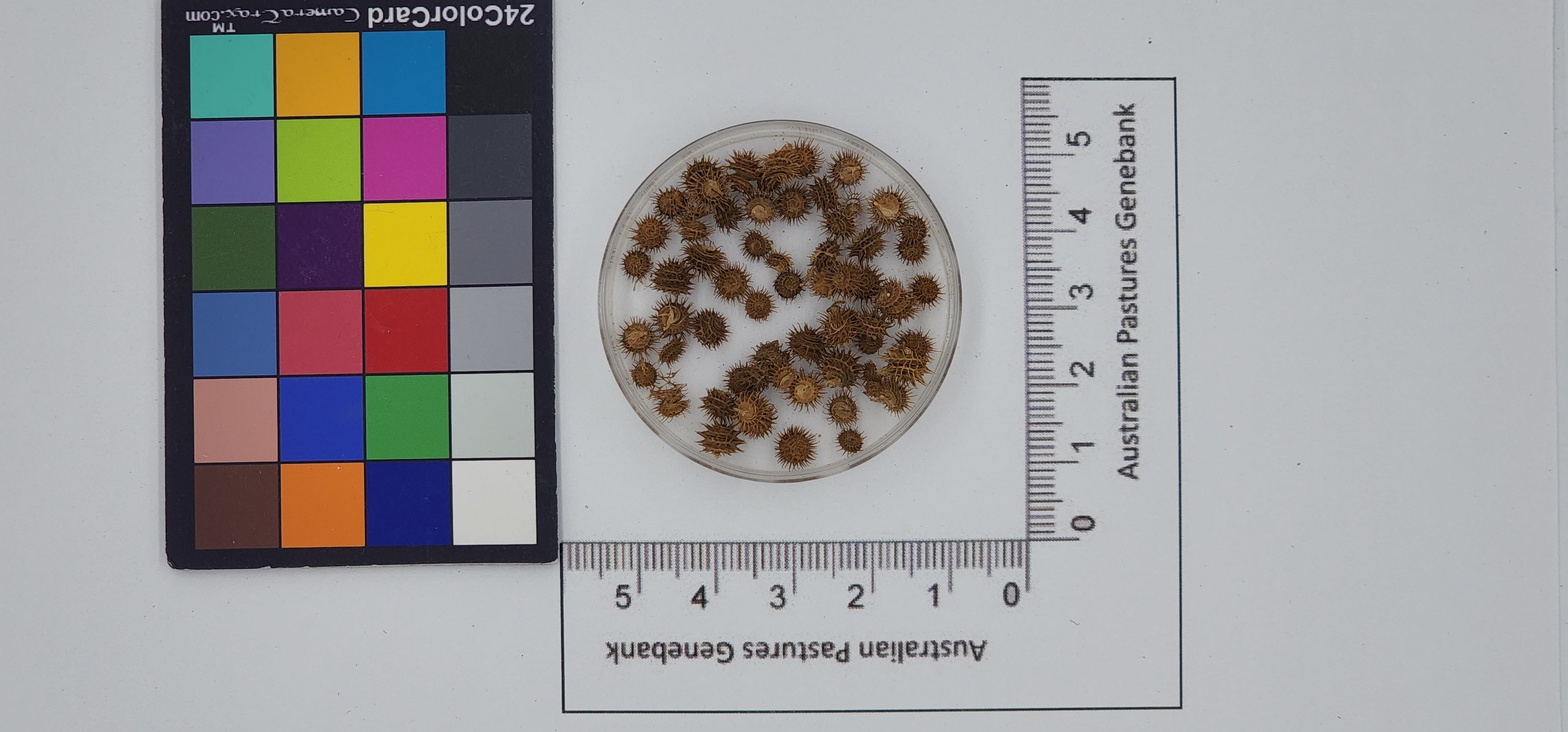 Click for 1 image(s) for this accession. Image