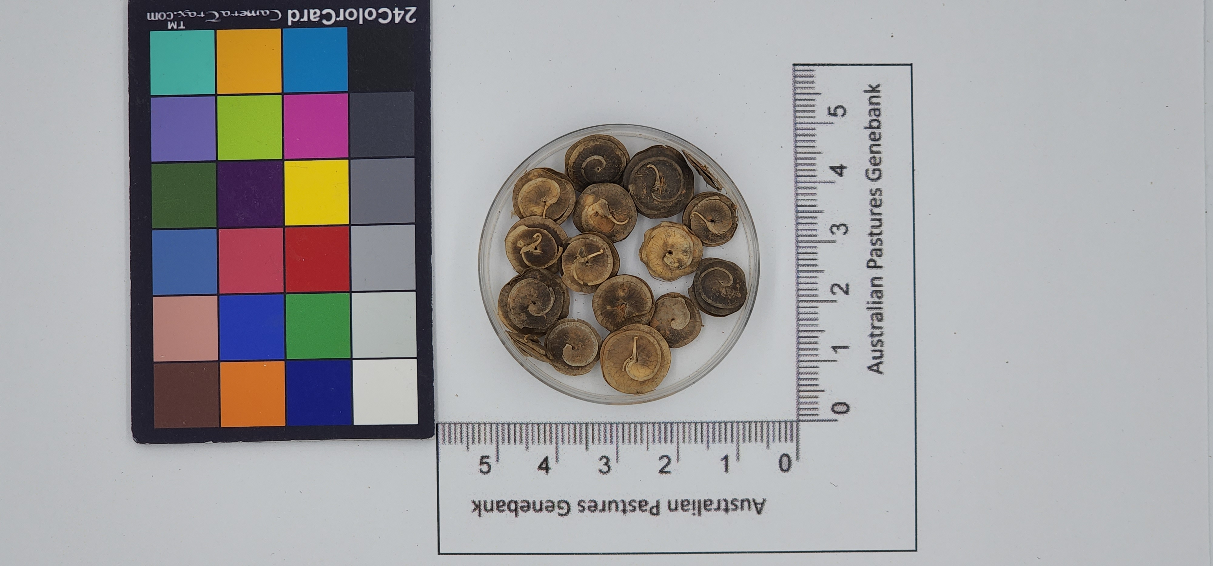 Click for 1 image(s) for this accession. Image