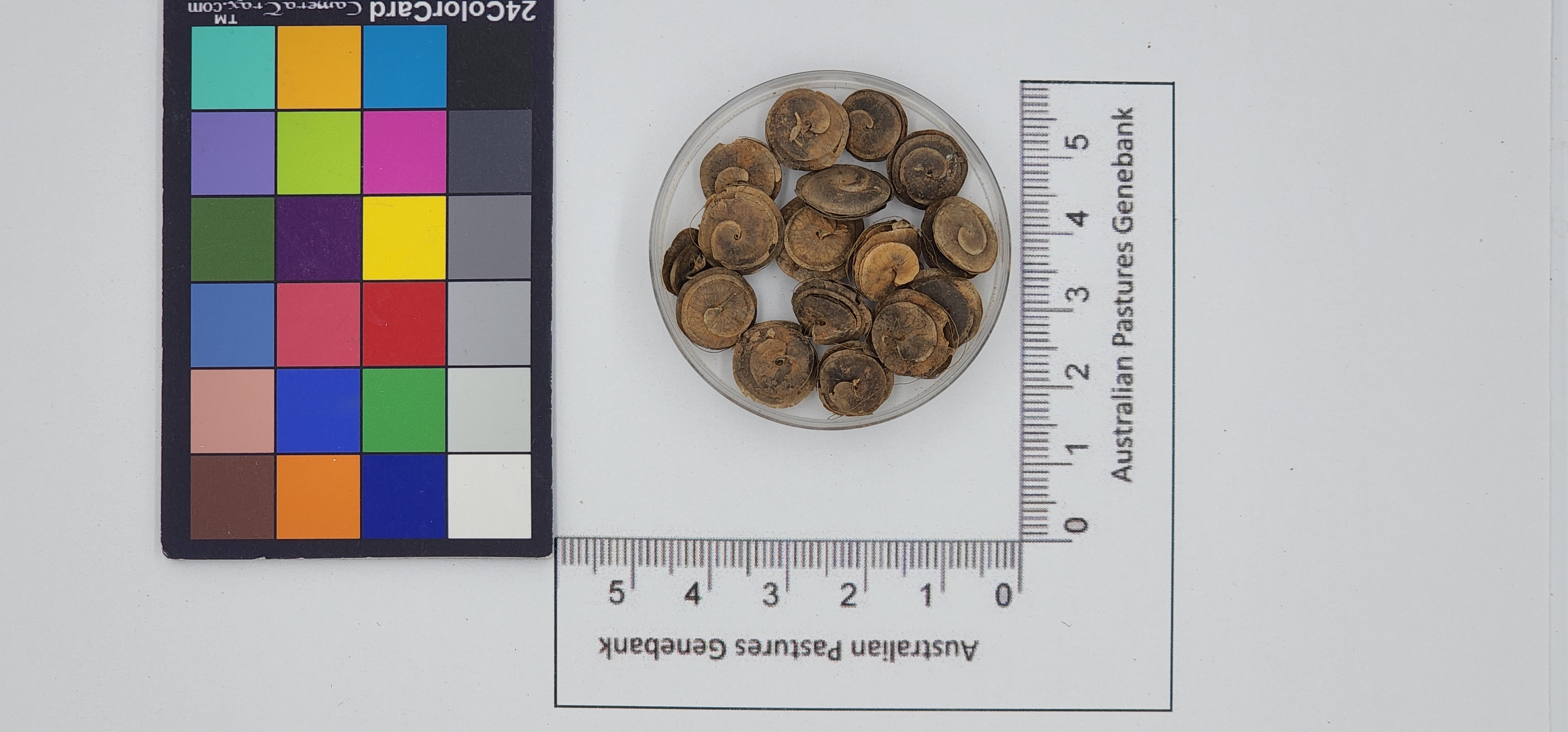 Click for 1 image(s) for this accession. Image