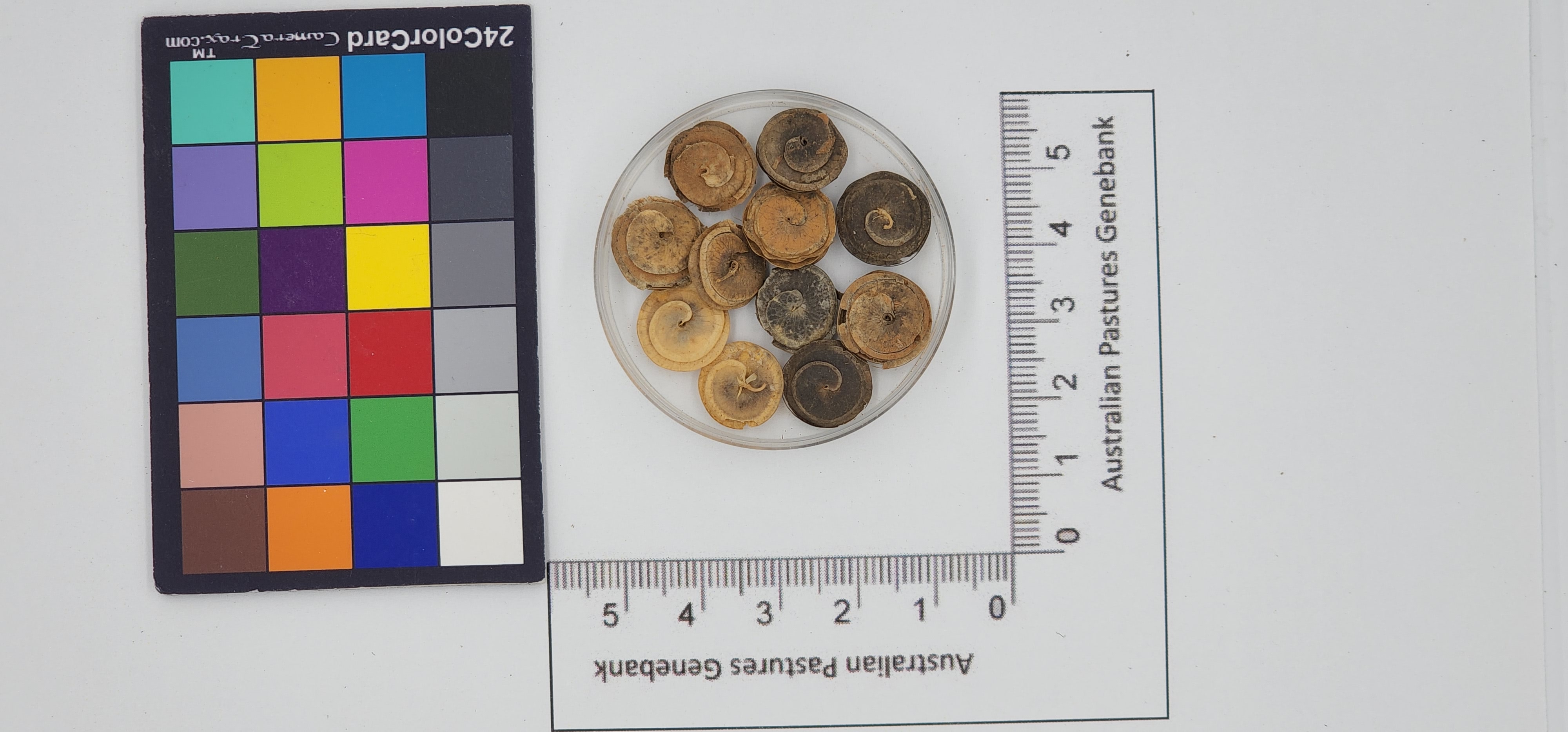 Click for 1 image(s) for this accession. Image