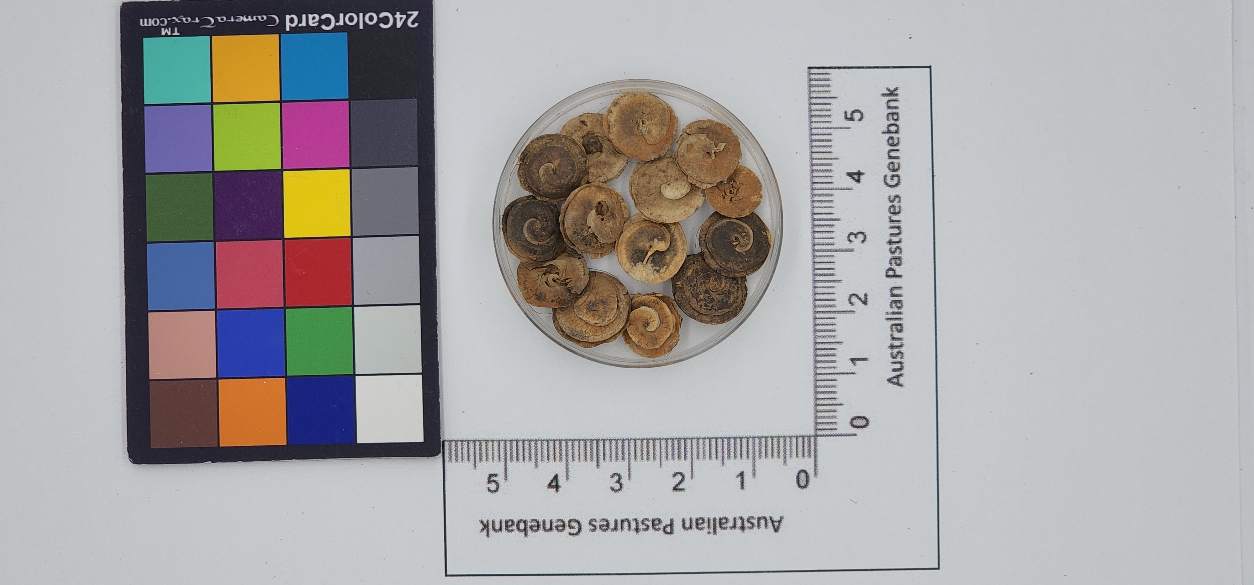Click for 1 image(s) for this accession. Image