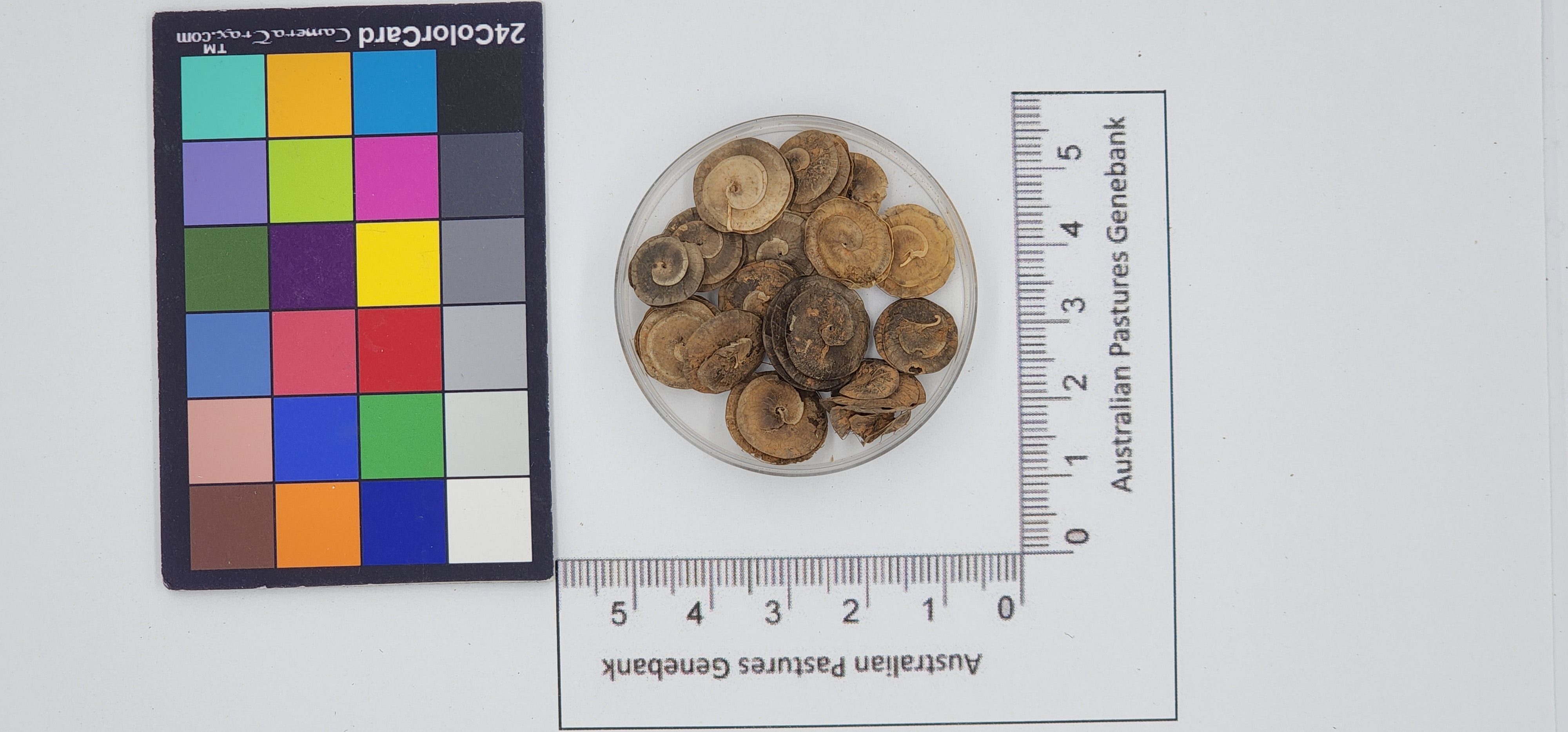Click for 1 image(s) for this accession. Image