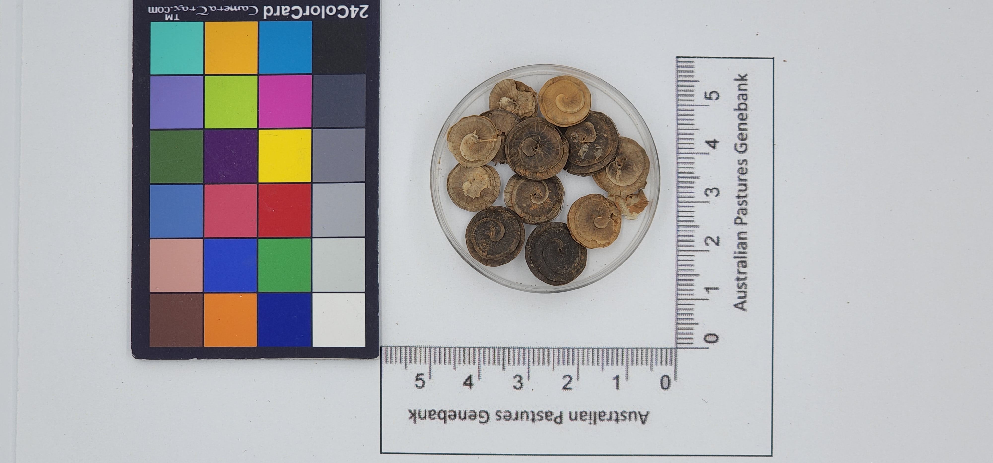 Click for 1 image(s) for this accession. Image
