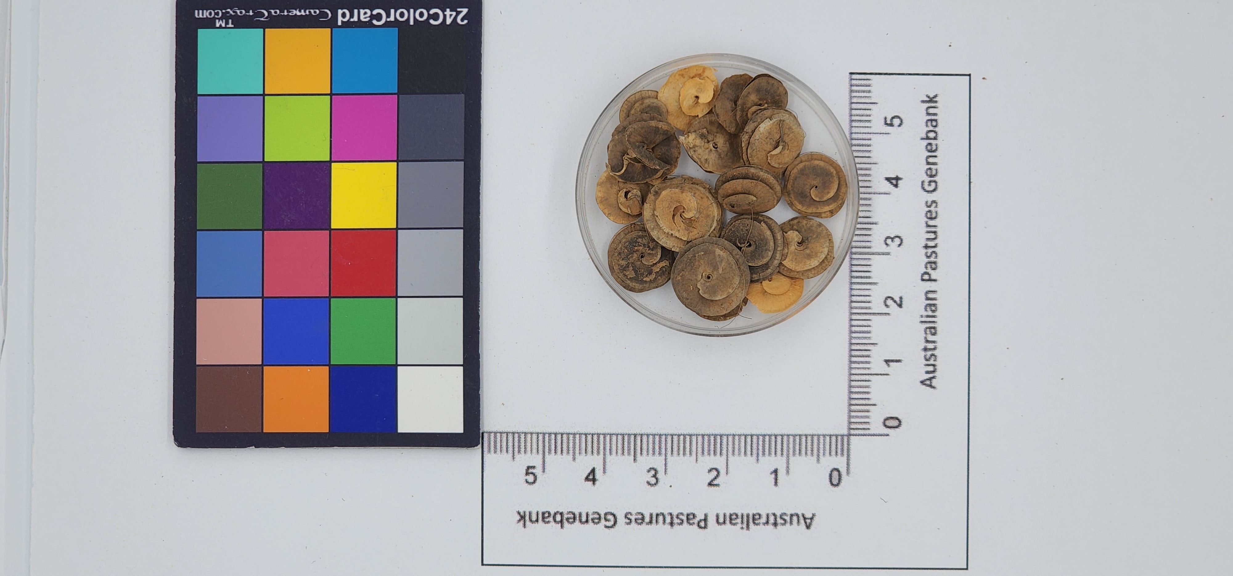 Click for 1 image(s) for this accession. Image