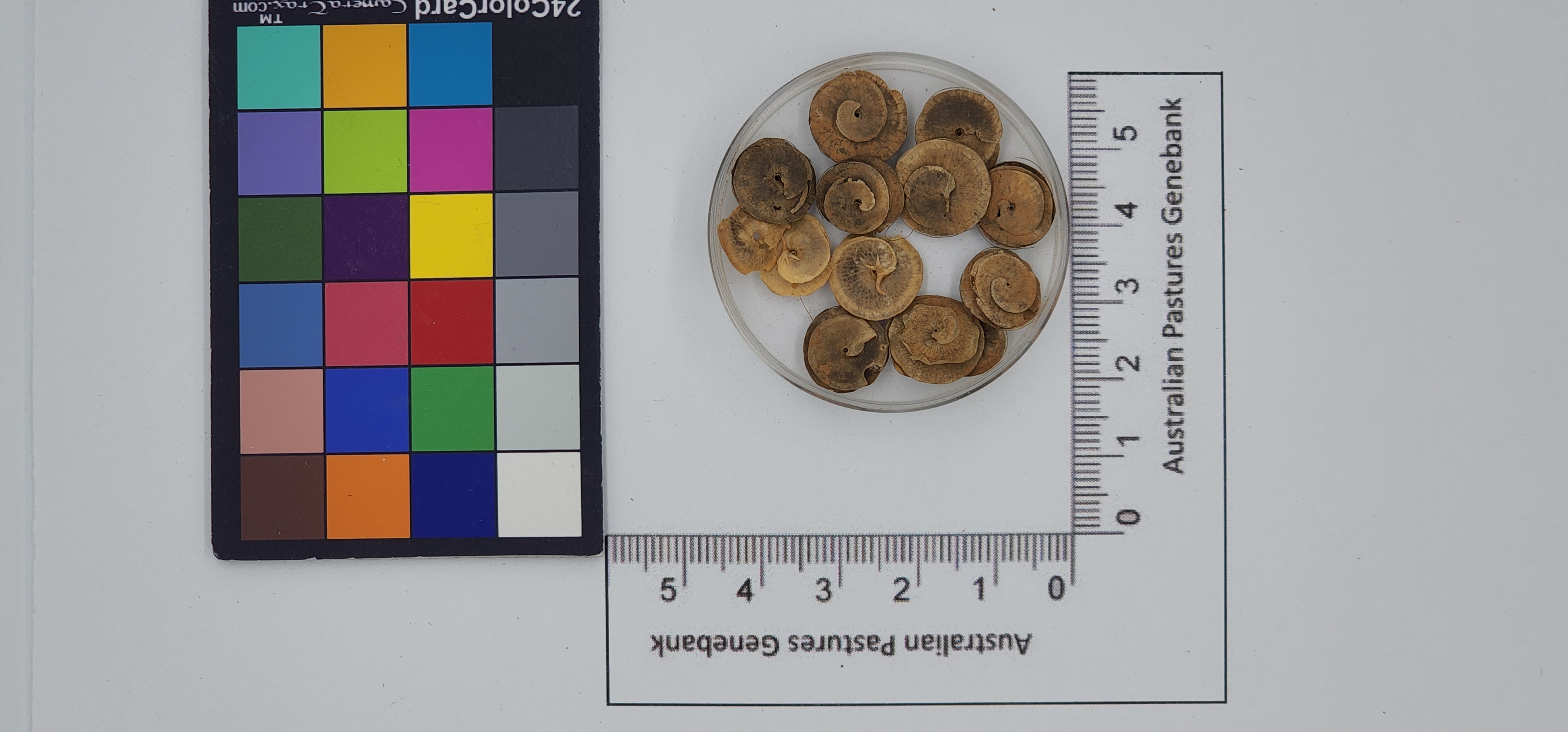 Click for 1 image(s) for this accession. Image