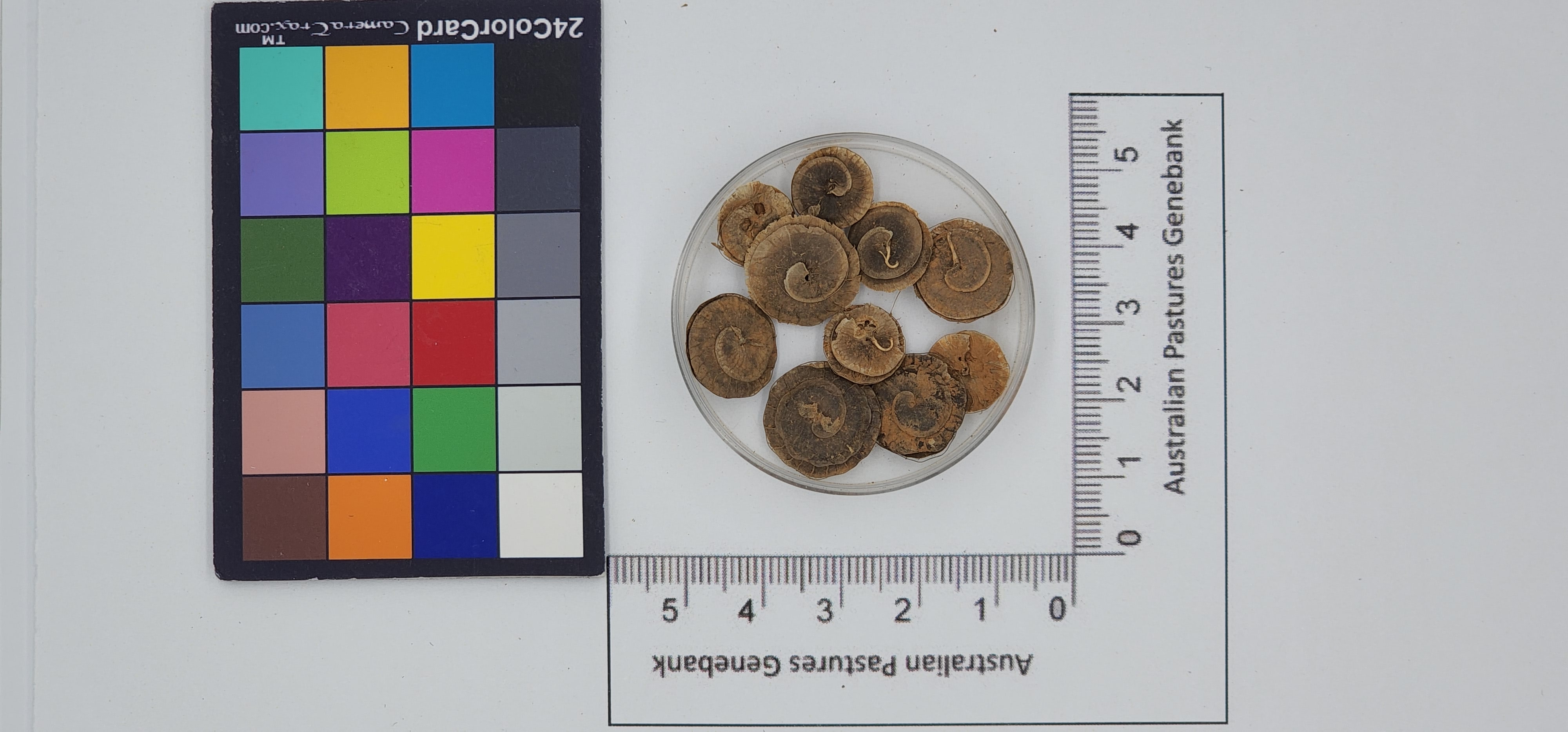 Click for 1 image(s) for this accession. Image