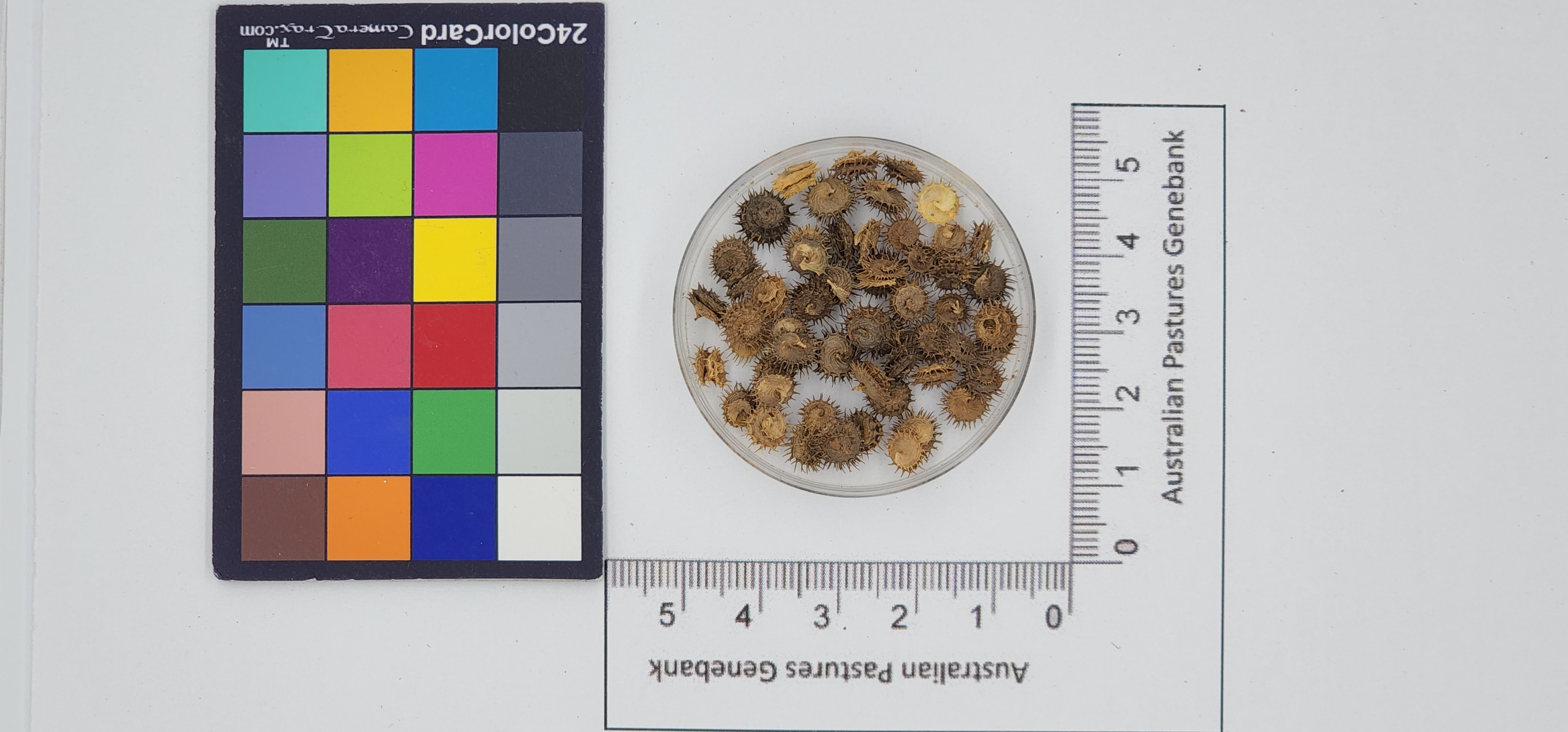 Click for 1 image(s) for this accession. Image
