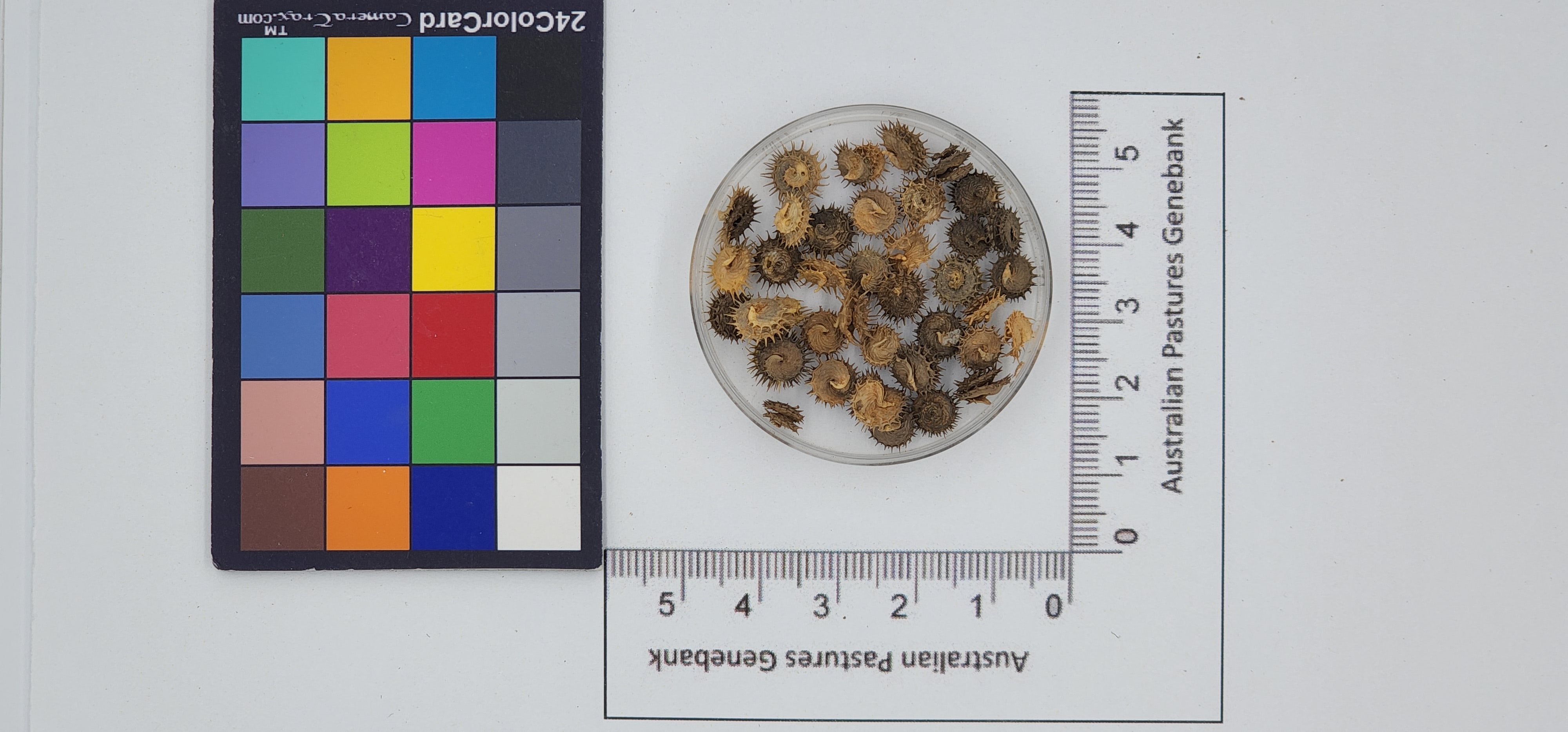 Click for 1 image(s) for this accession. Image